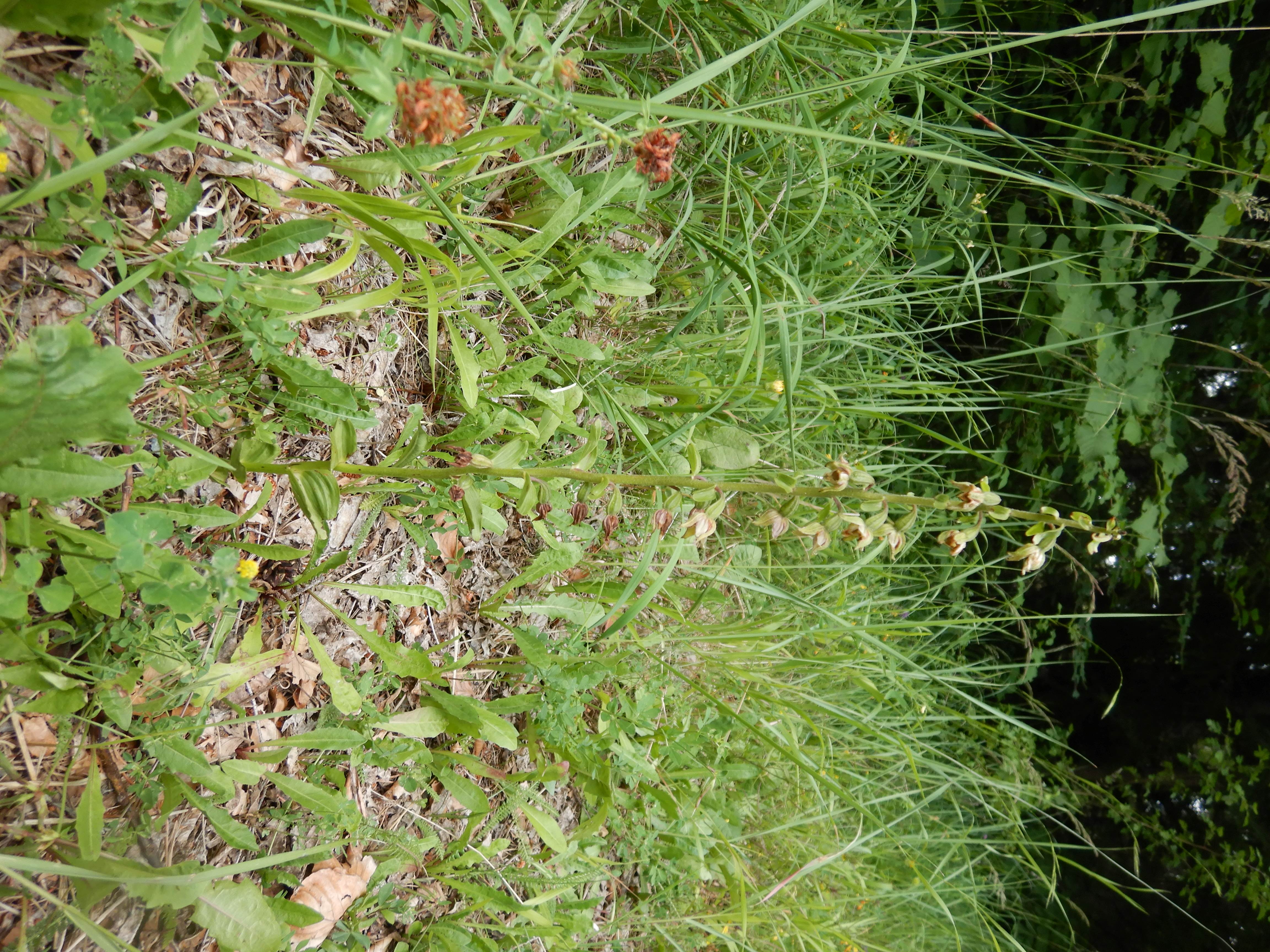 DSCN9177 20260707 semmering epipactis sp.jpg