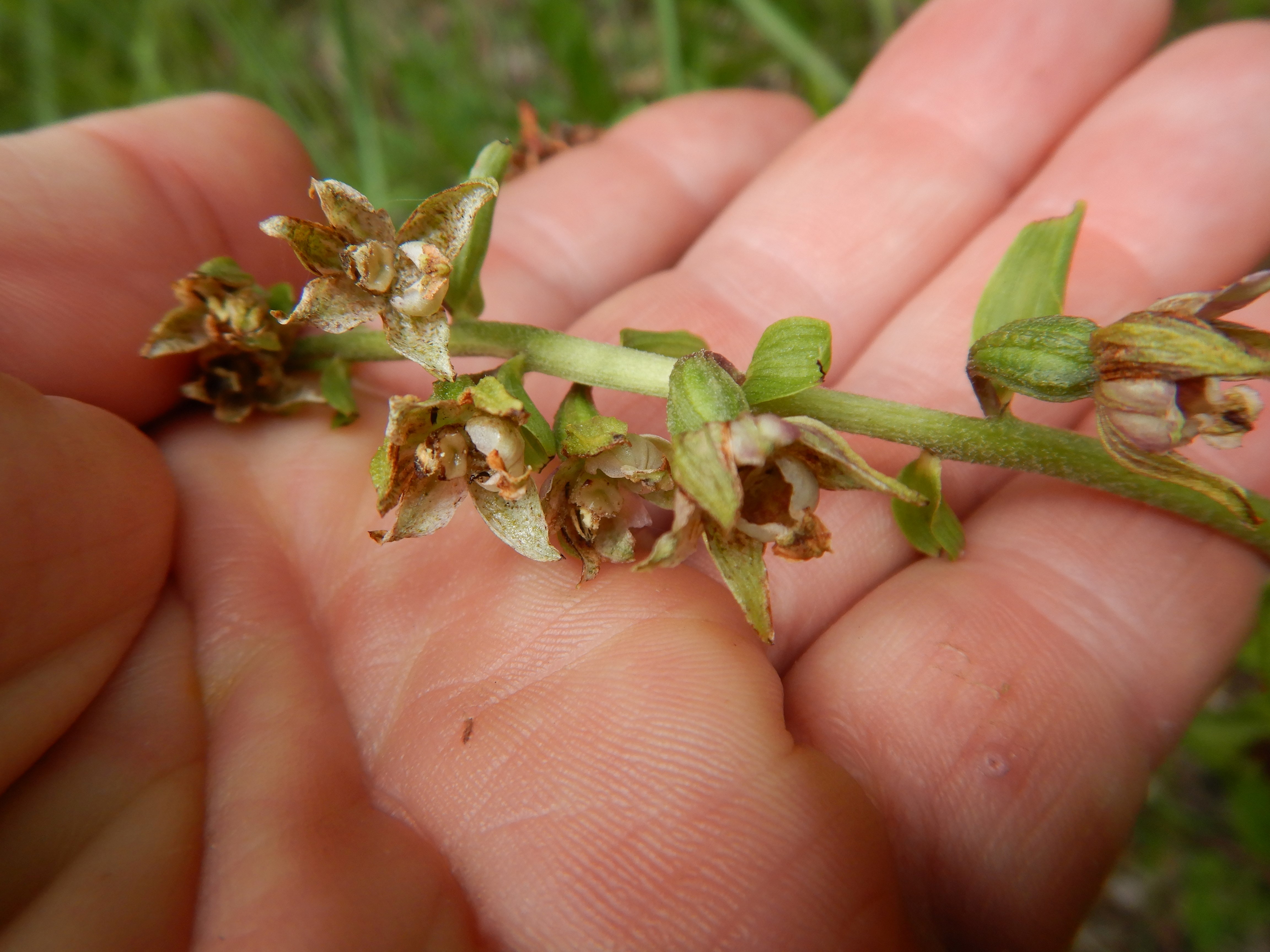 DSCN9178 20260707 semmering epipactis sp.jpg