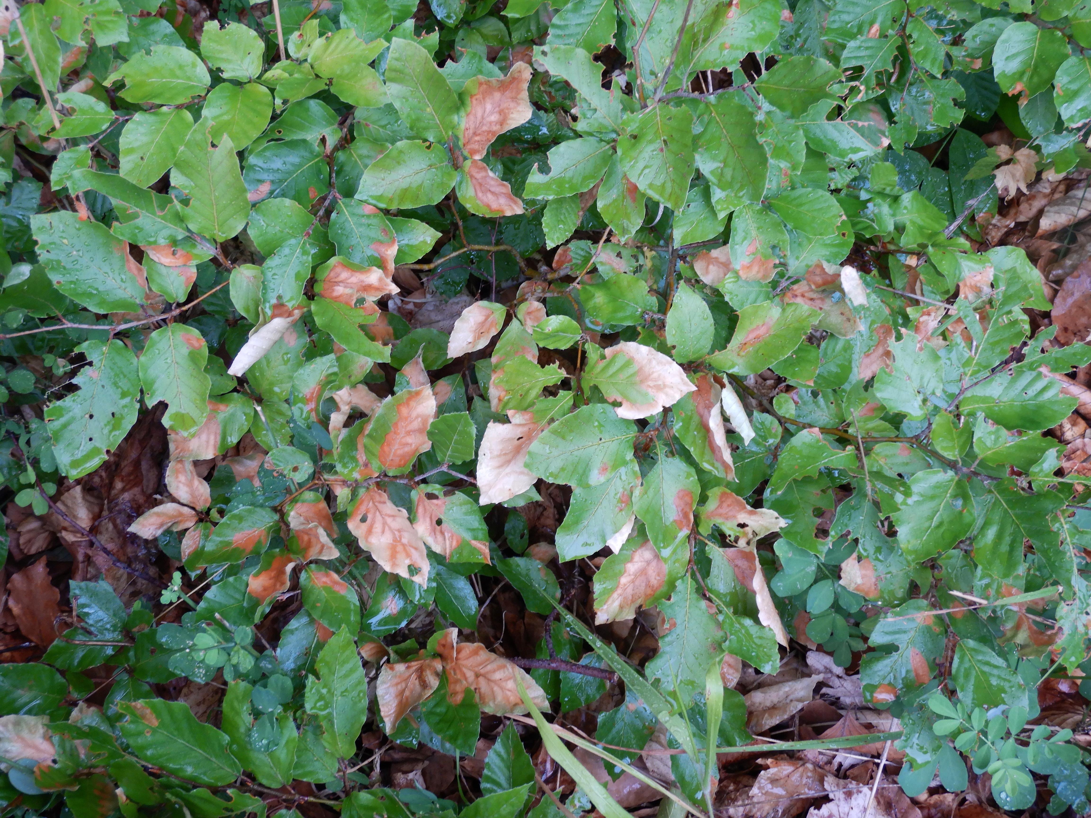 DSCN9341 hitzebrand fagus sylvatica wien19-krapfenwaldl 2026-07-08.jpg