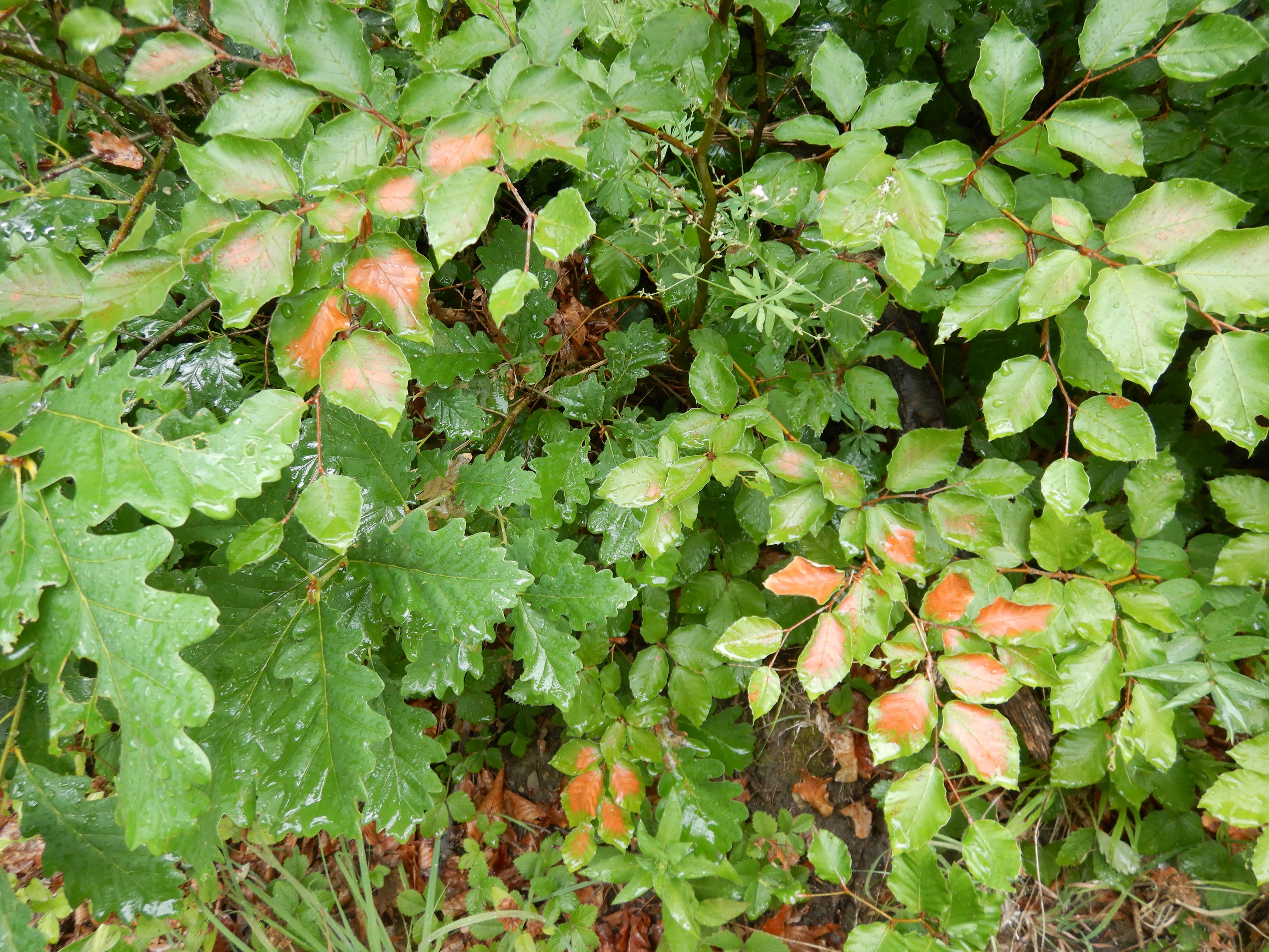 DSCN9397 hitzebrand fagus sylvatica wien19 sw kahlenberg 2026-07-08.jpg