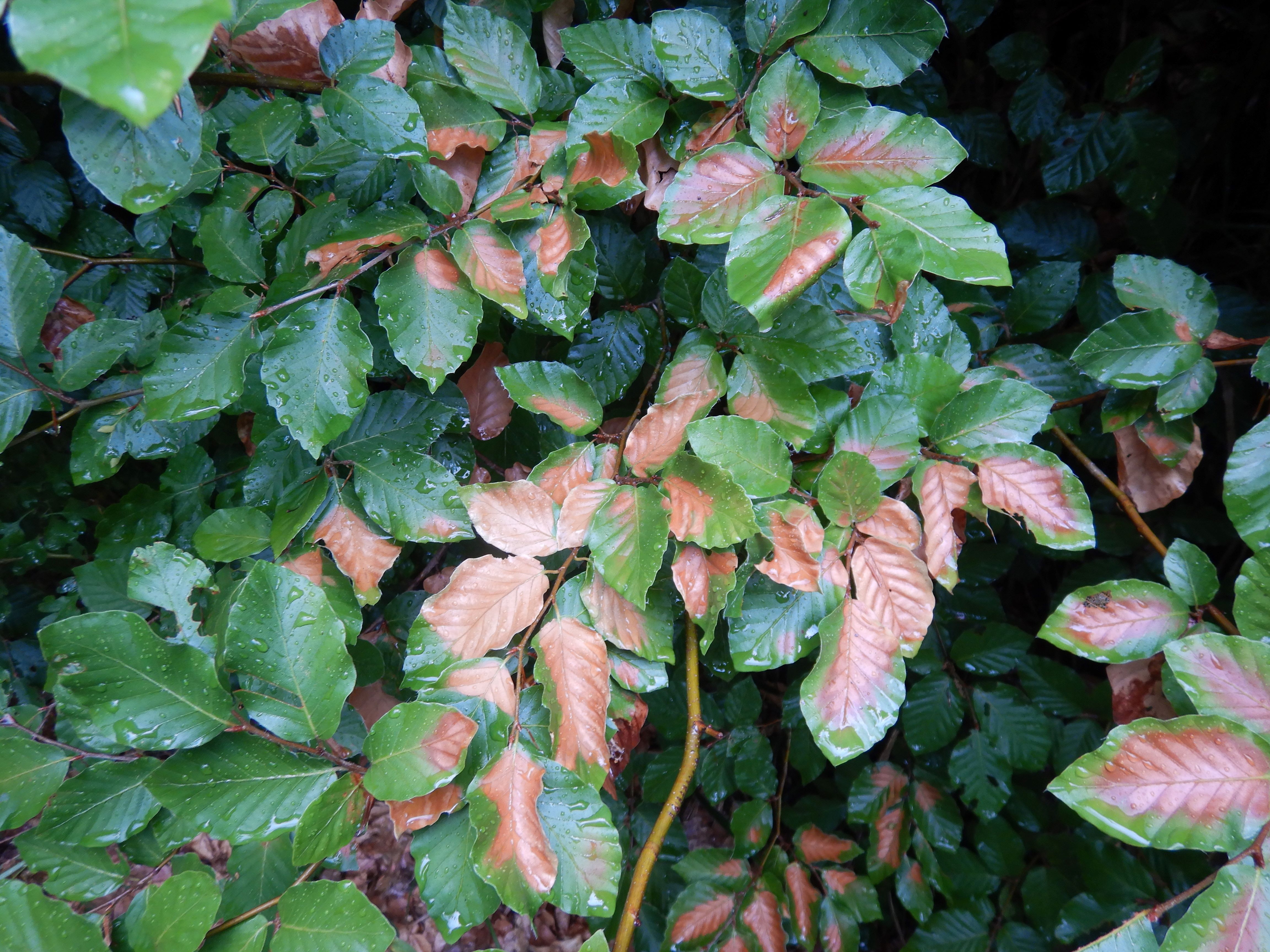 DSCN9404 hitzebrand fagus sylvatica wien19 sw kahlenberg 2026-07-08.jpg
