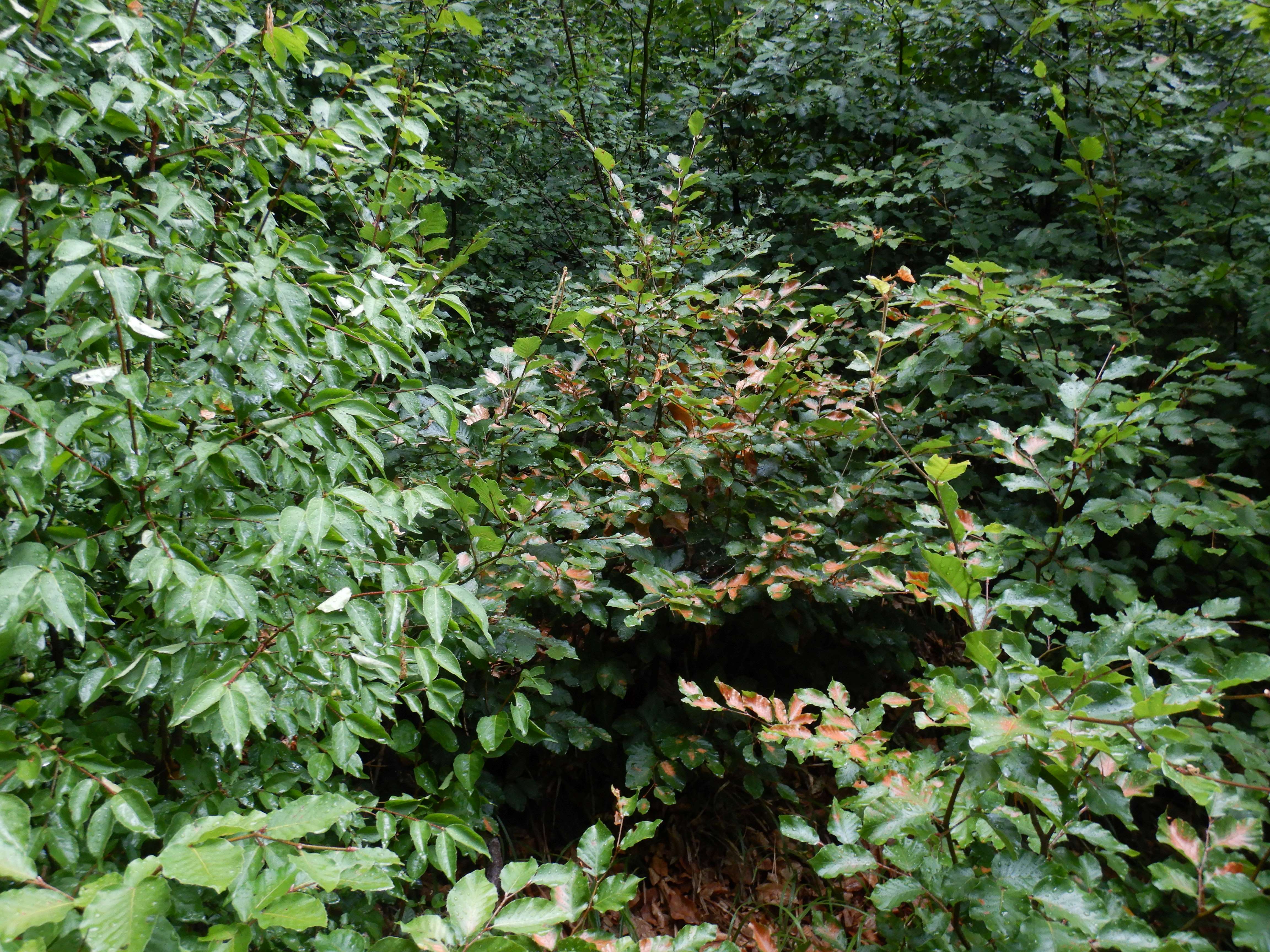 DSCN9405 hitzebrand fagus sylvatica wien19 sw kahlenberg 2026-07-08.jpg