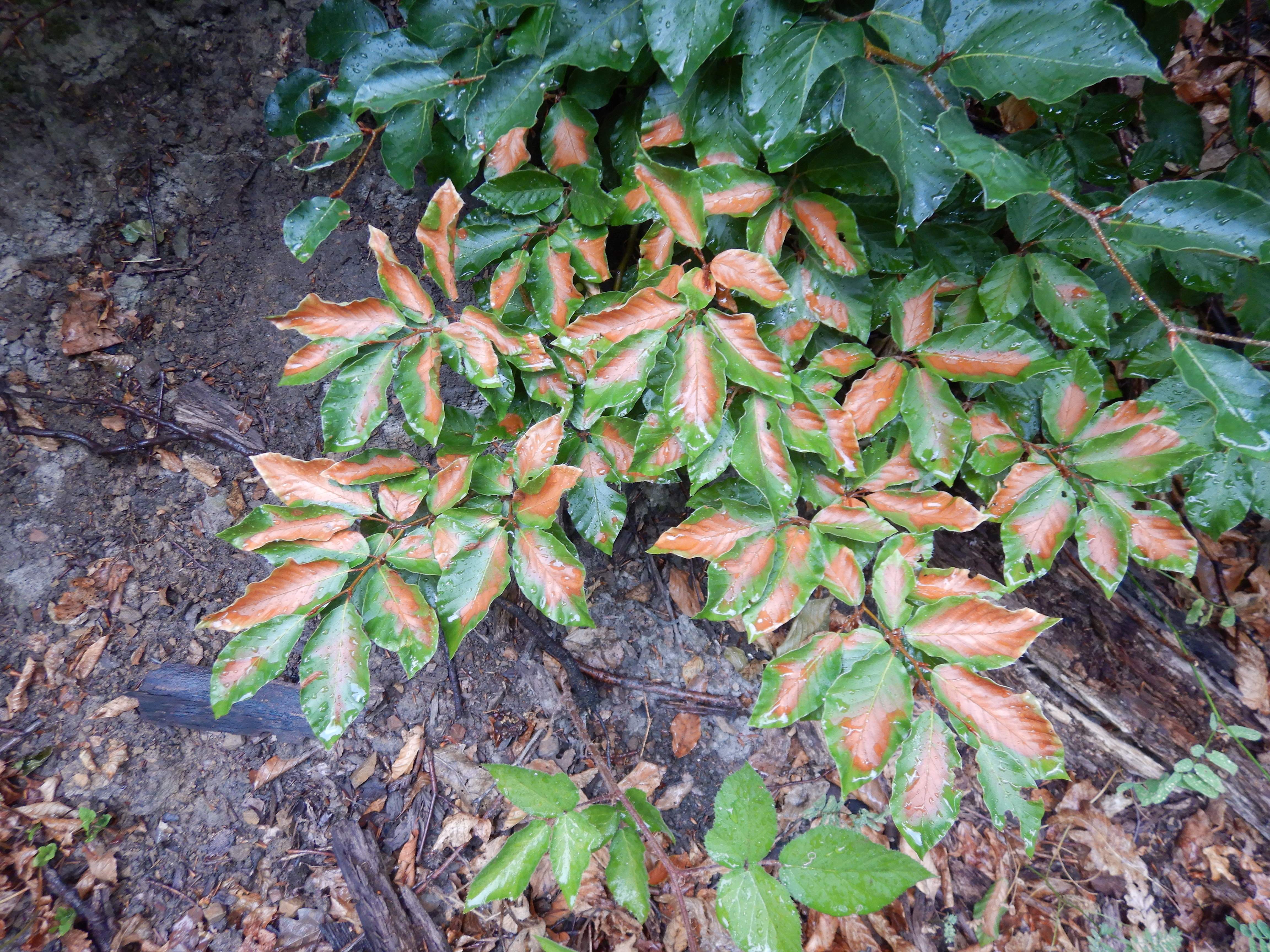 DSCN9448 hitzebrand fagus sylvatica wien19 latisberg 2026-07-08.jpg
