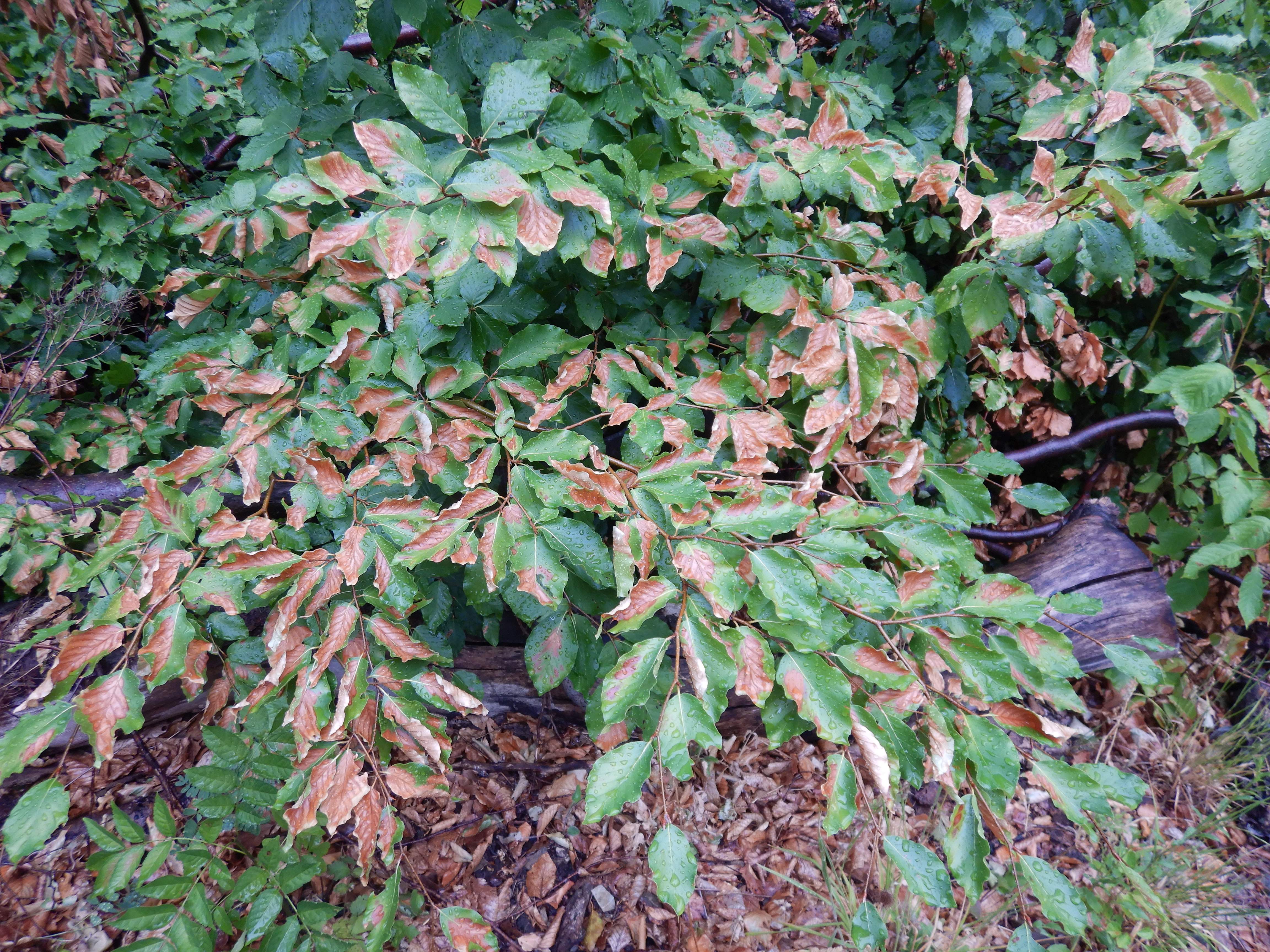 DSCN9494 hitzebrand fagus sylvatica wien19 leopoldsberg 2026-07-08.jpg