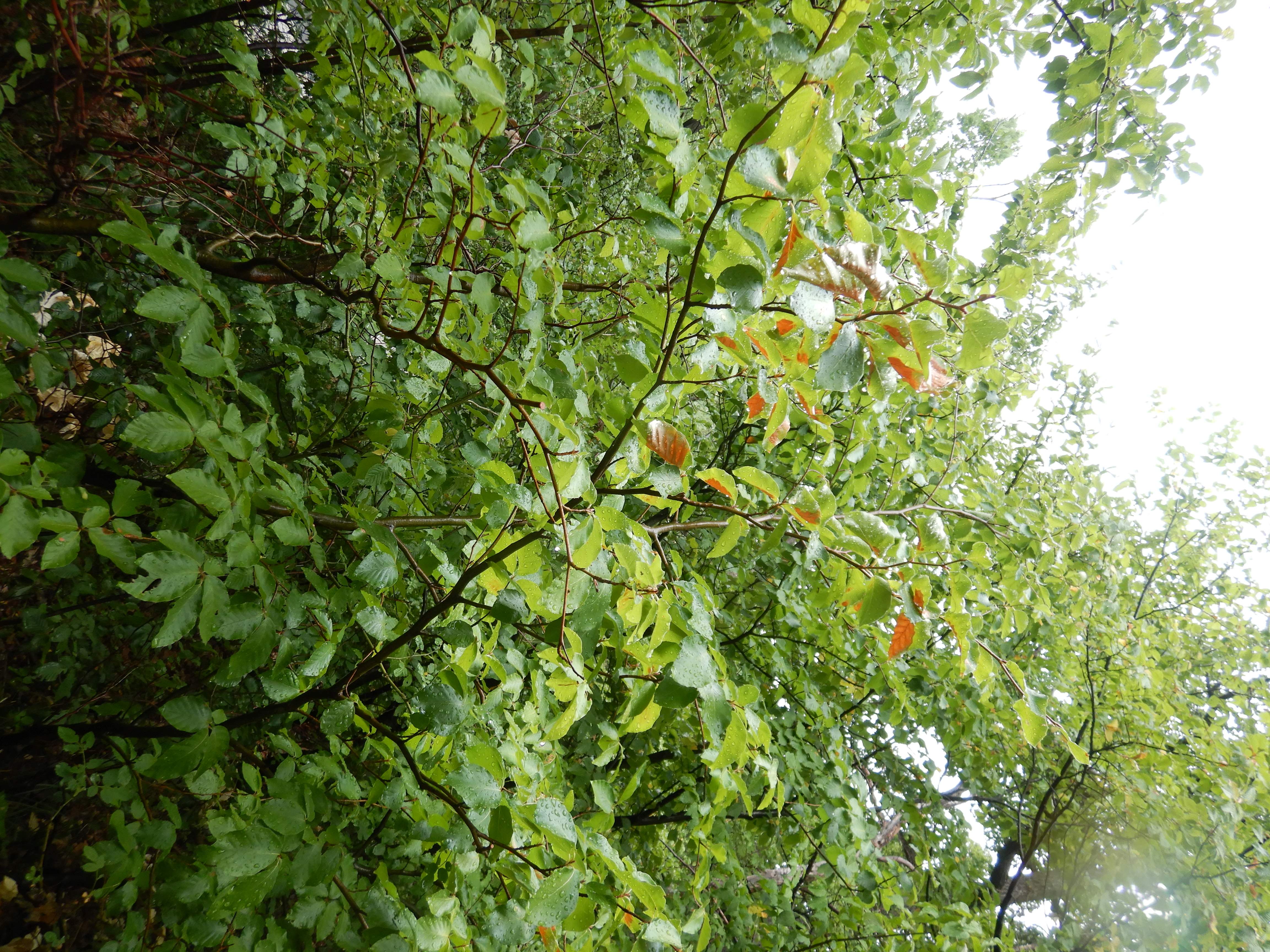 DSCN9517 hitzebrand fagus sylvatica wien19 leopoldsberg 2026-07-08.jpg