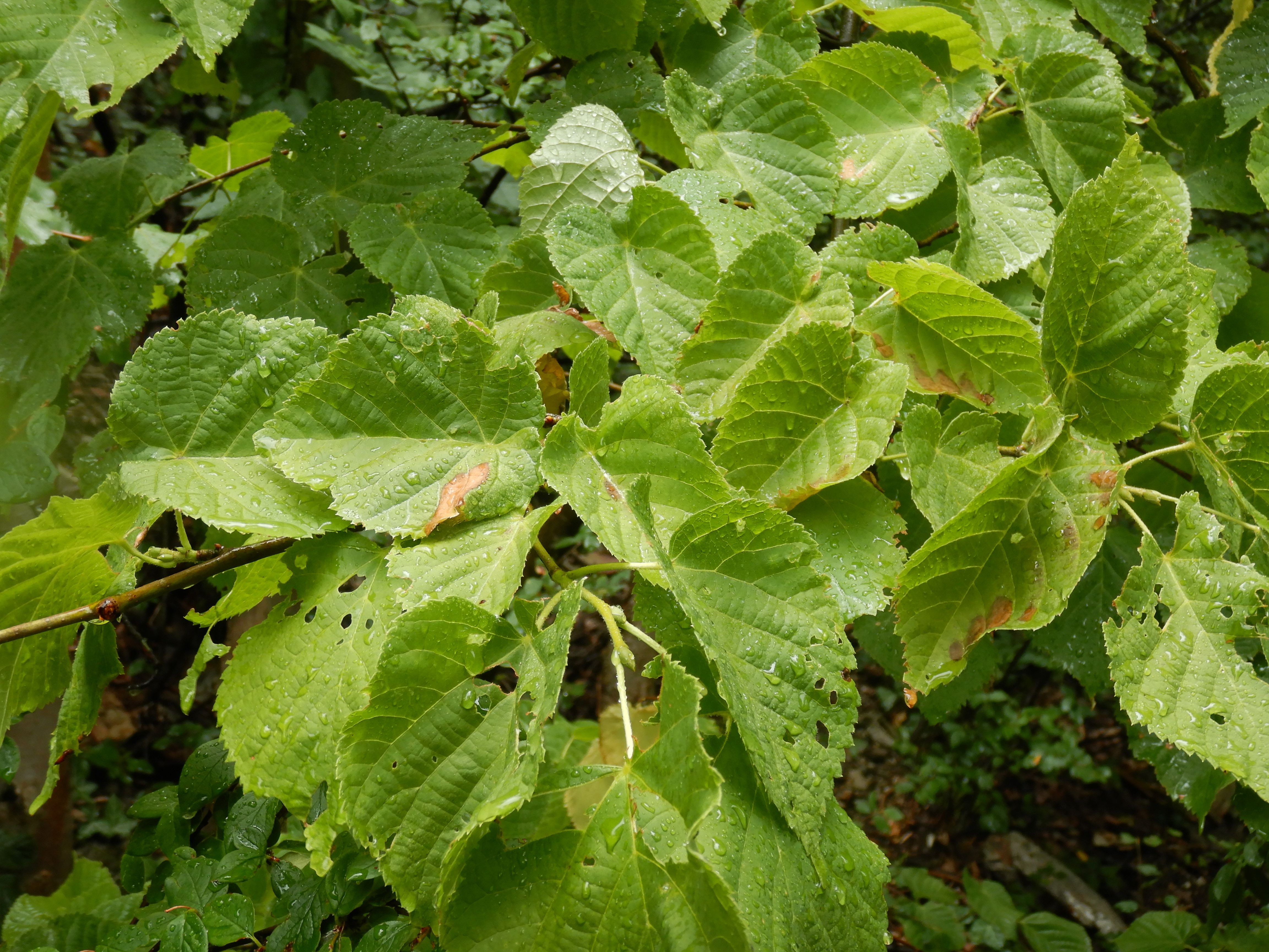DSCN9558 hitzebrand tilia platyphyllos wien19 leopoldsberg 2026-07-08.jpg
