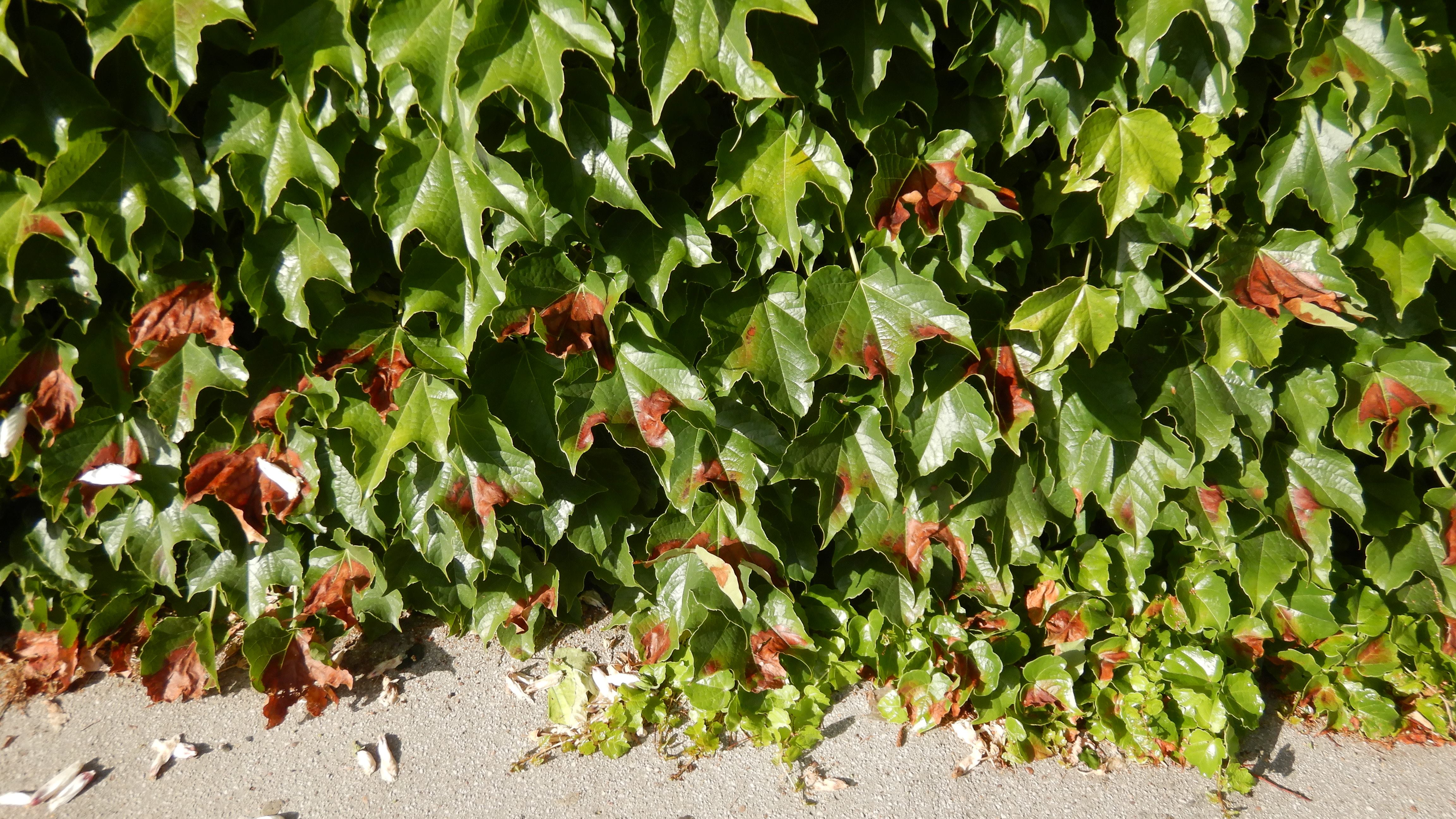 DSCN9844 hitzebrand parthenocissus tricuspidata wien21 floridsdorf 2026-07-08.jpg