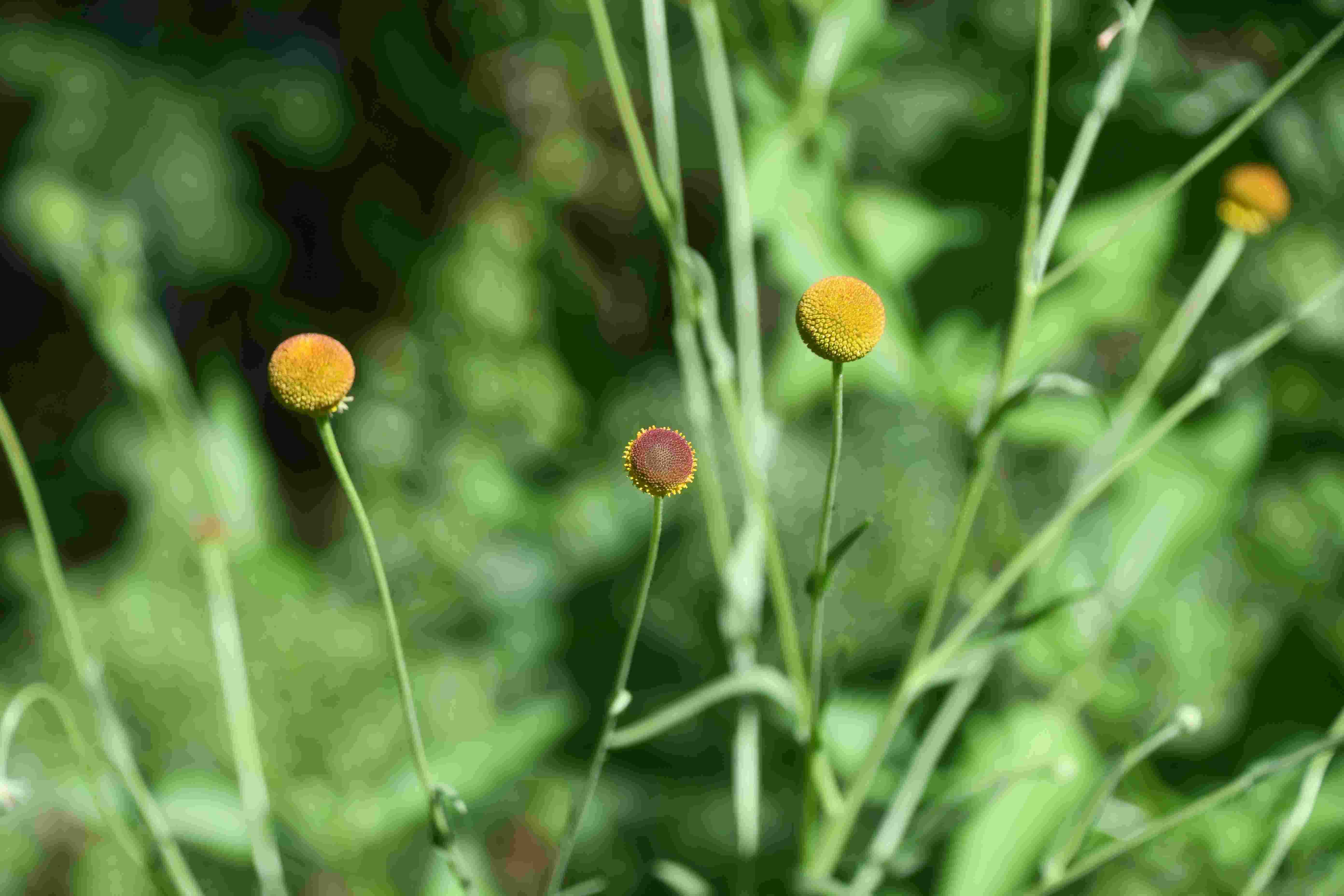 Bft - Garten - 10072026 - (51) - Helenium puberulum.JPG