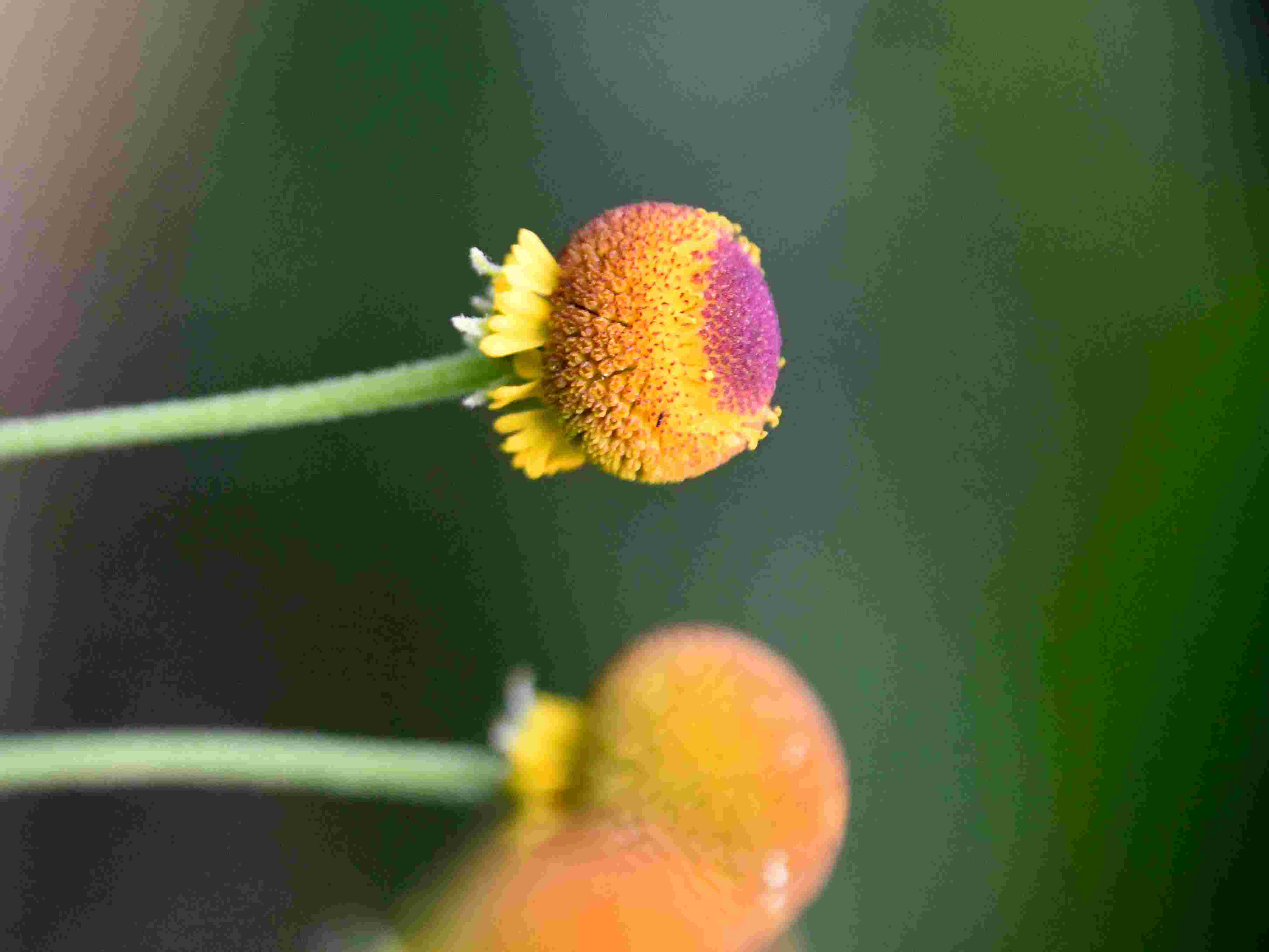 Bft - Garten - 10072026 - (53) - Helenium puberulum.JPG