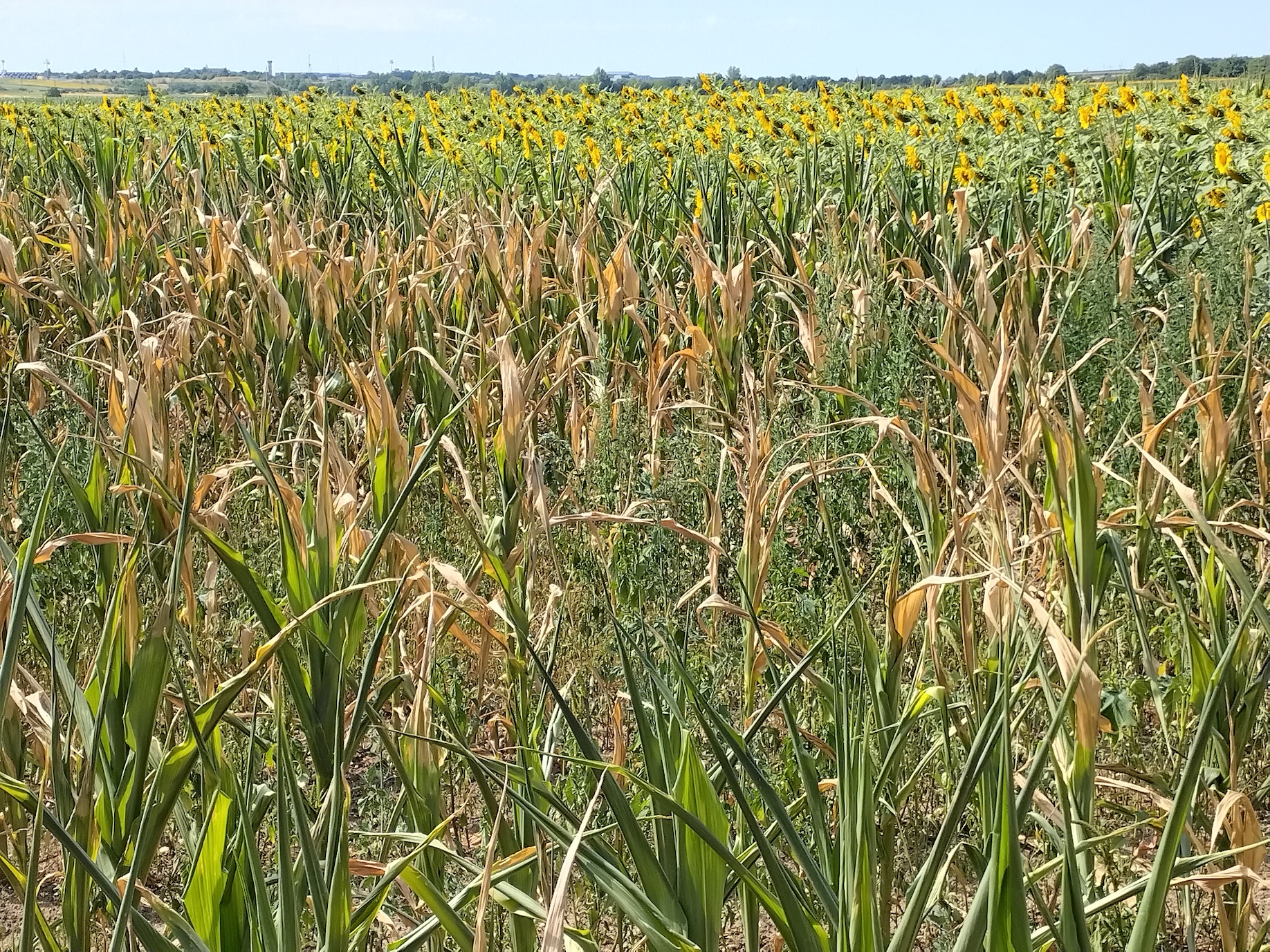 zea mays trockenheitsschäden parndorf_20260711_103136.jpg