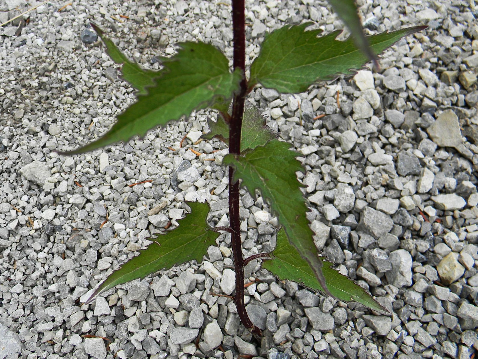 DSCN2170.JPG