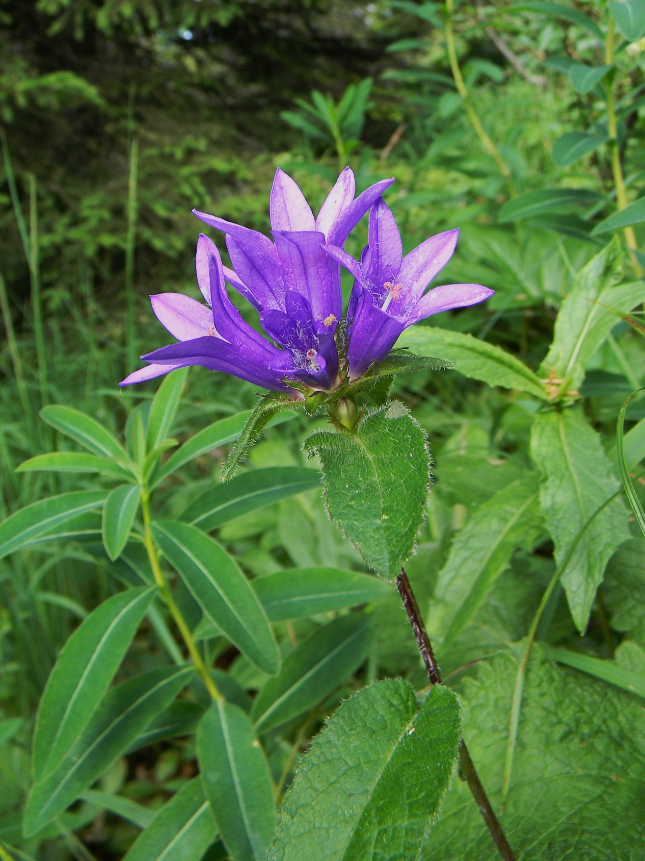 DSCN2177.JPG