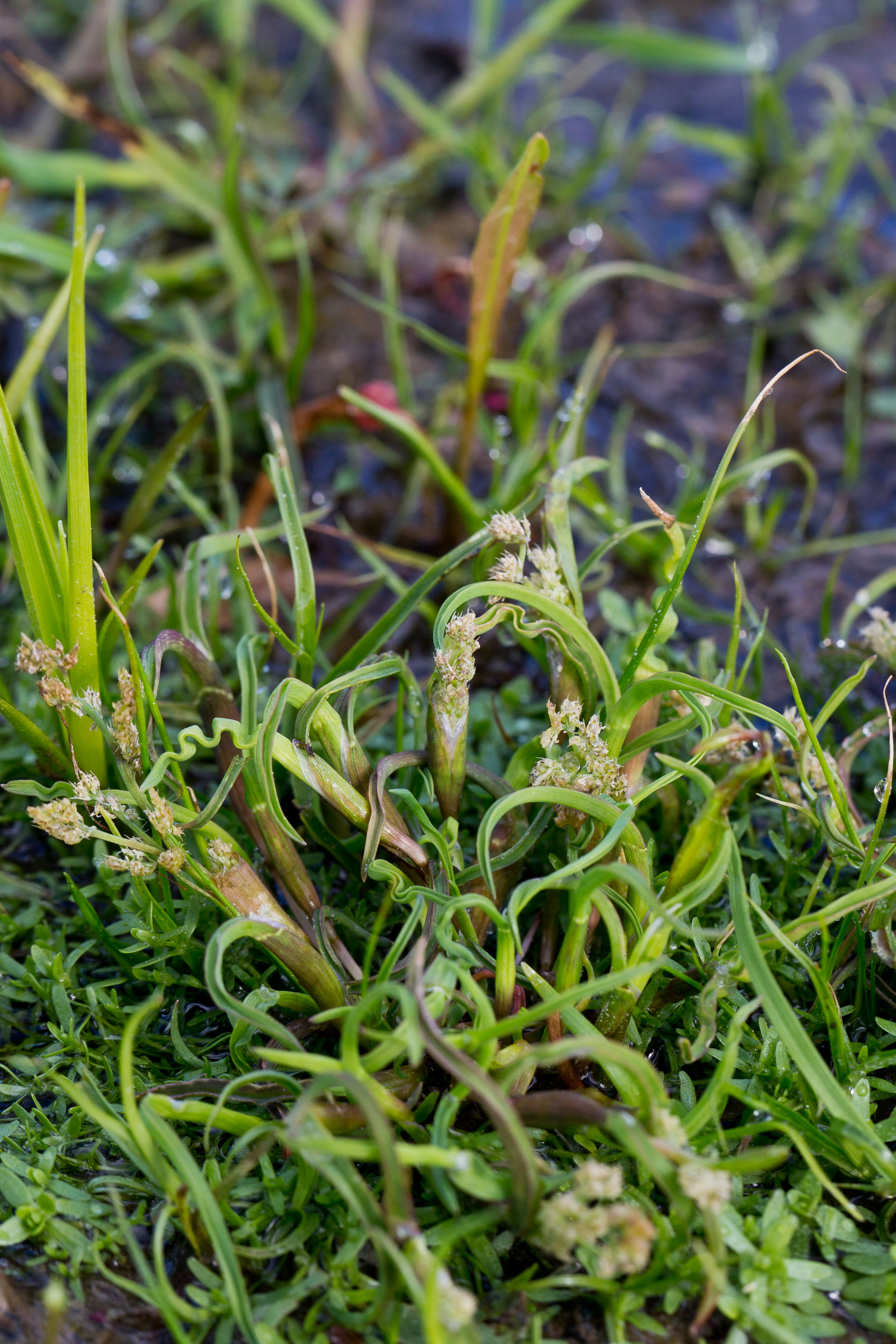 Poaceae_Coleanthus subtilis 1-2.jpg