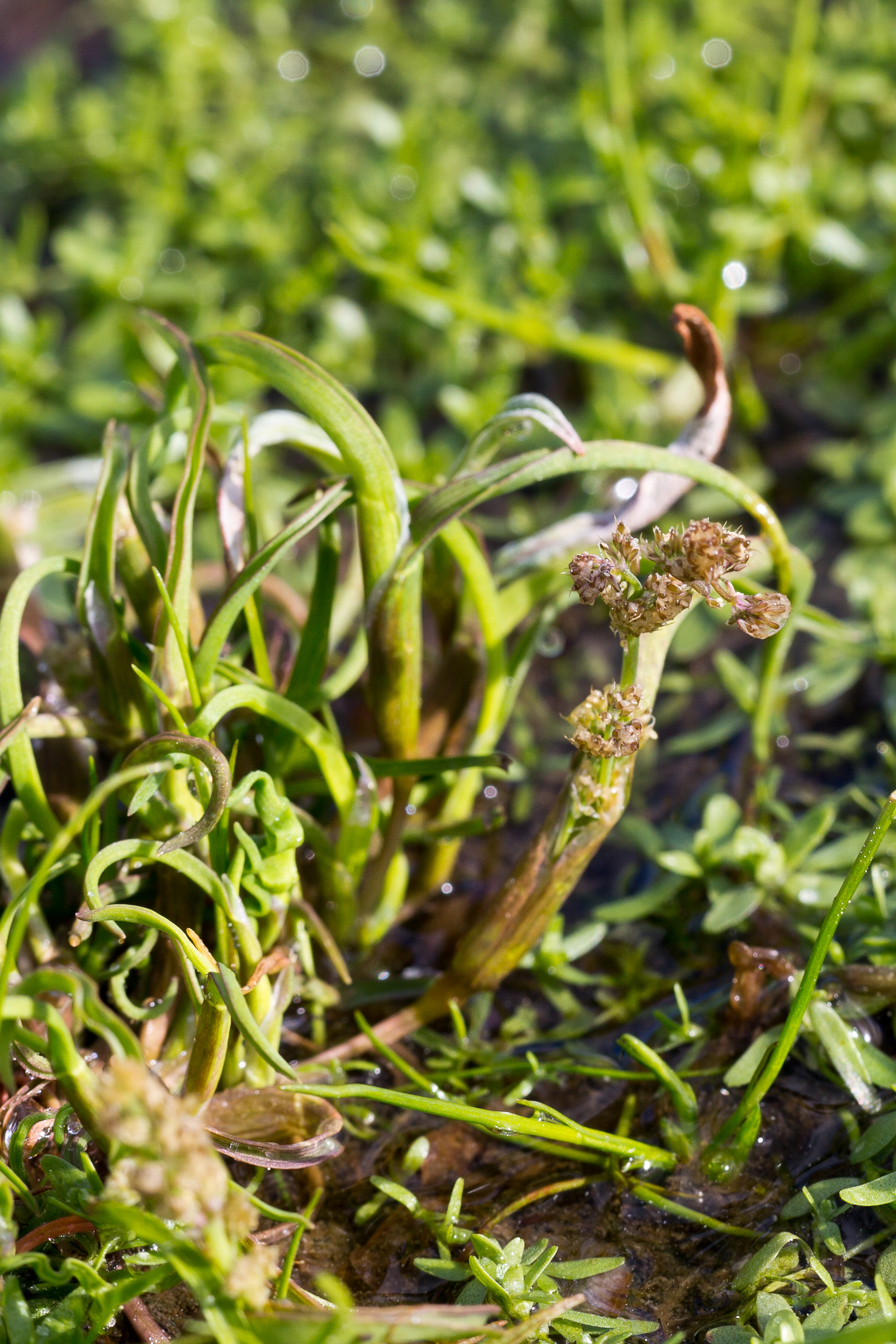 Poaceae_Coleanthus subtilis 1b-2.jpg