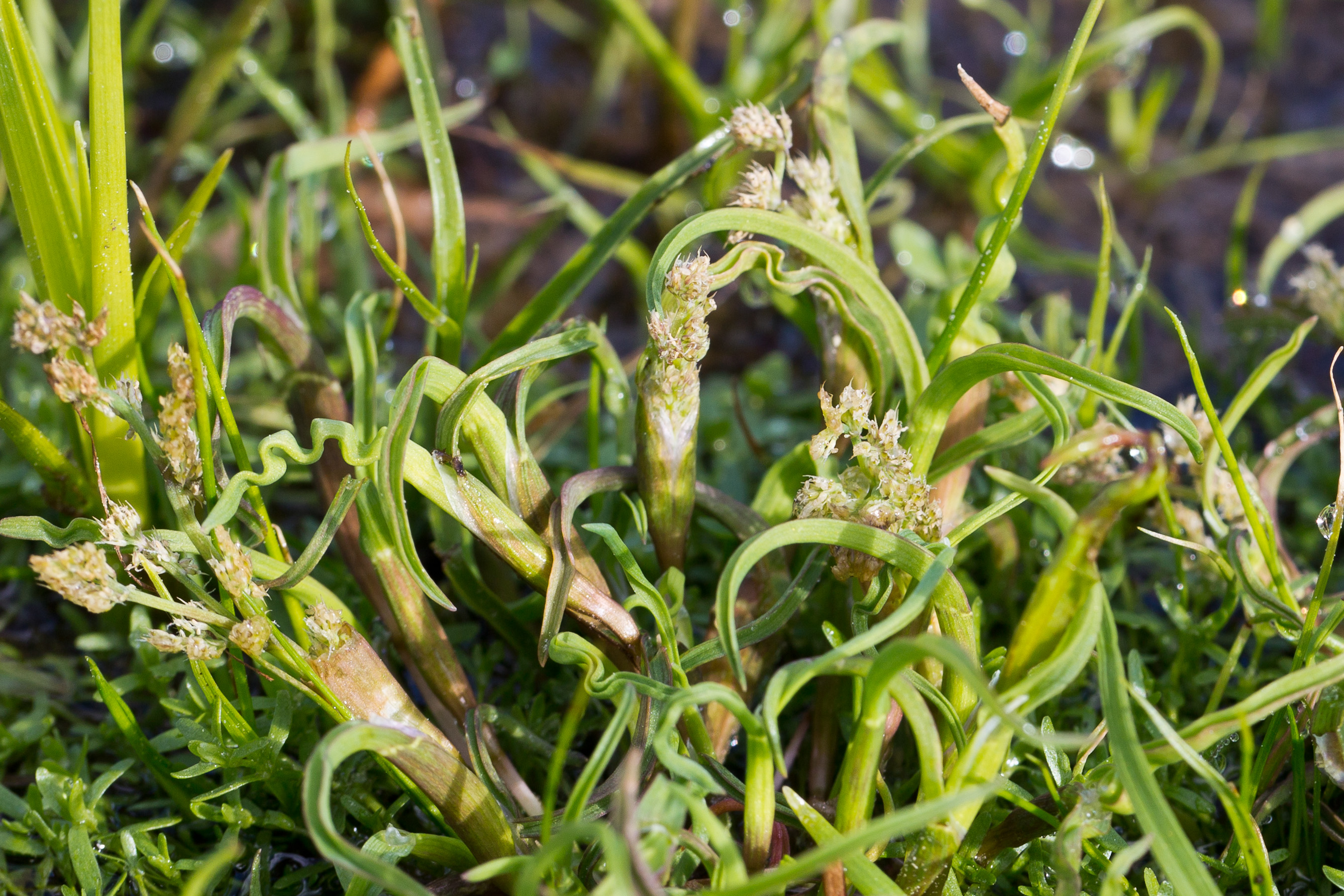 Poaceae_Coleanthus subtilis 1c-2.jpg