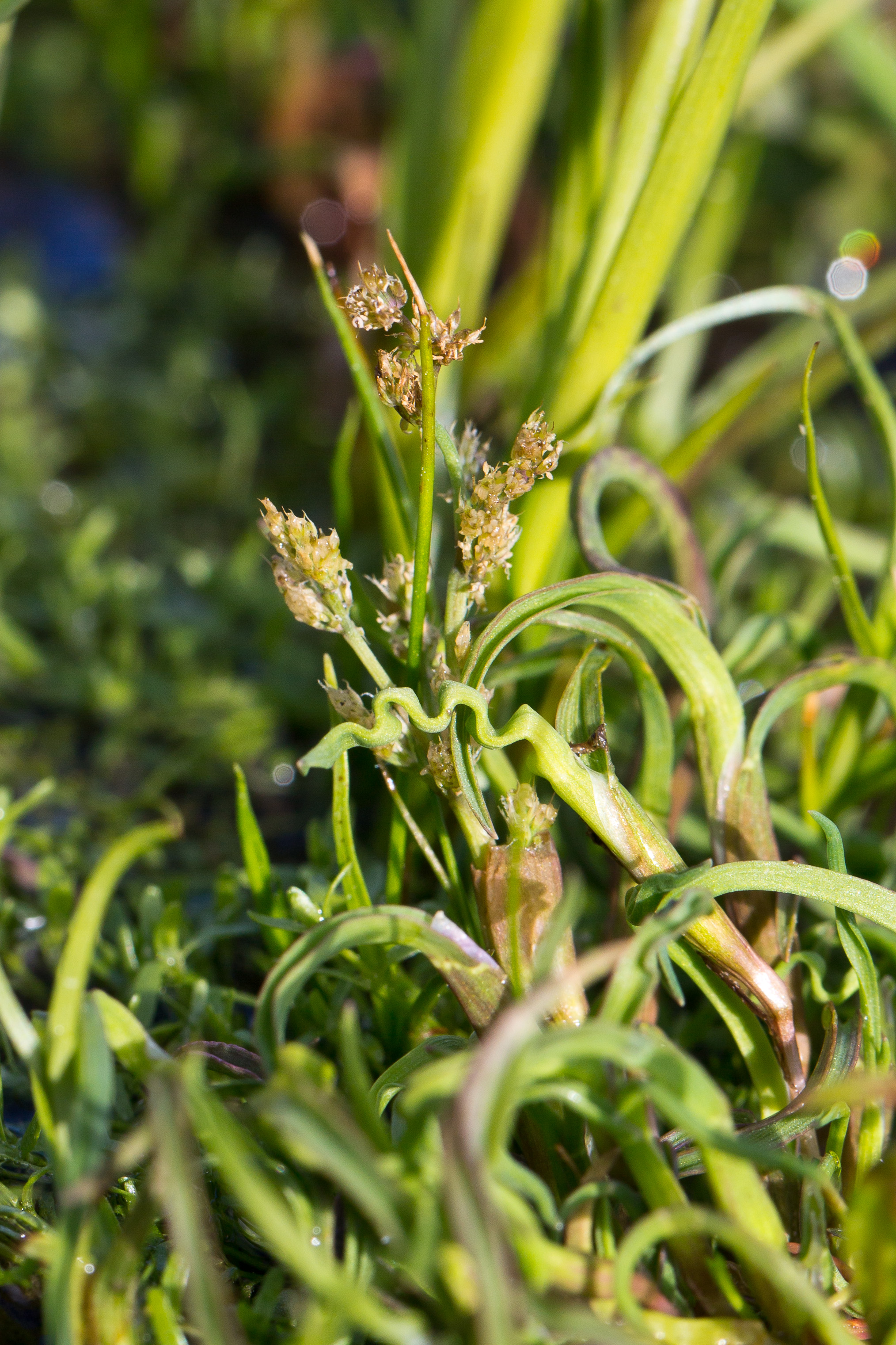 Poaceae_Coleanthus subtilis 1d-2.jpg