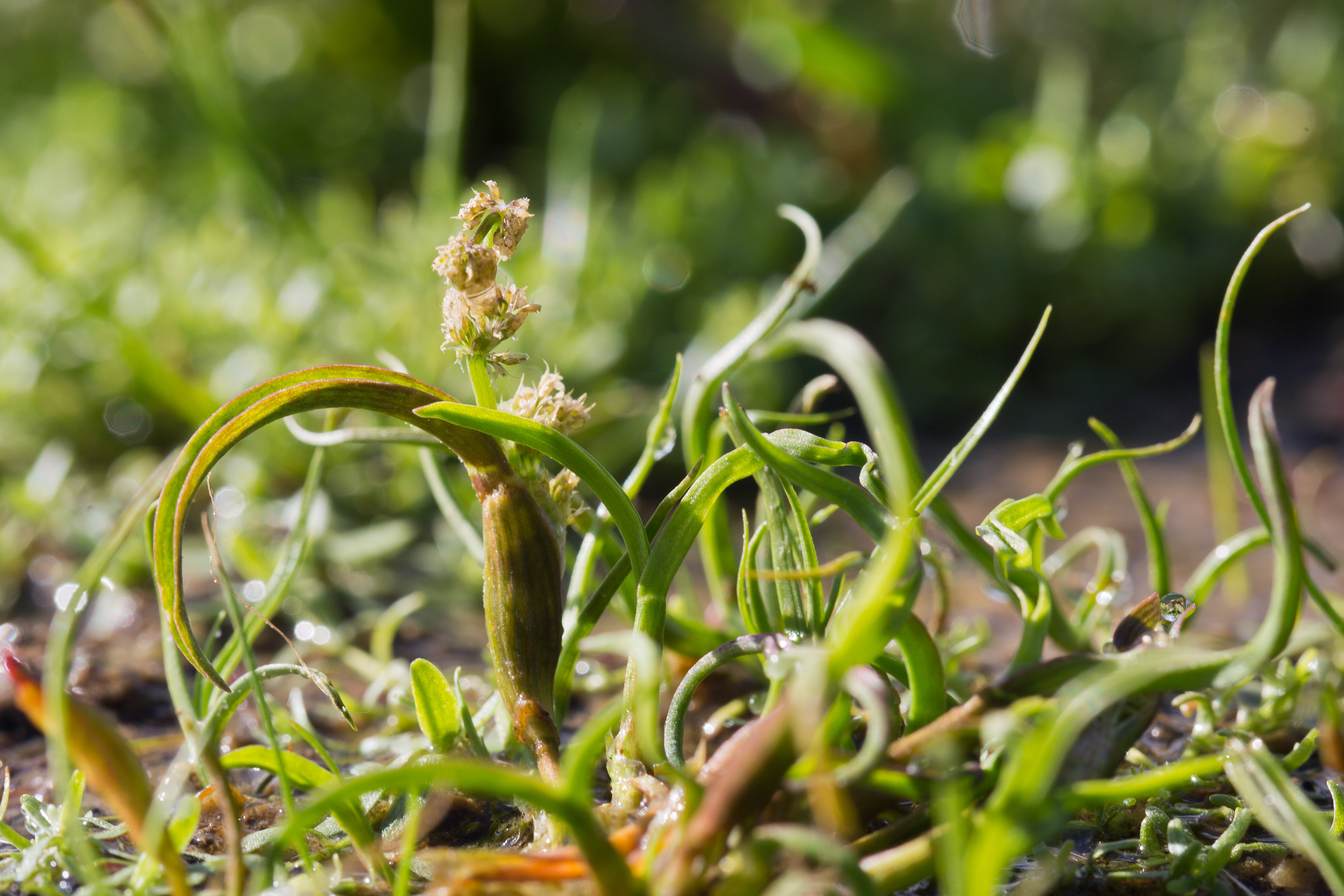 Poaceae_Coleanthus subtilis 2-2.jpg