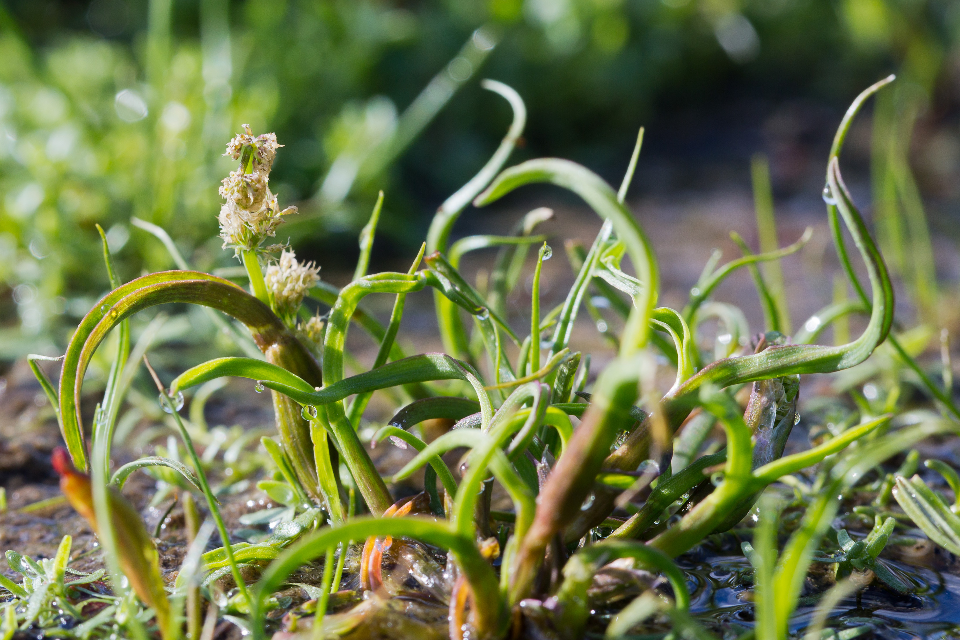 Poaceae_Coleanthus subtilis 2b-2.jpg