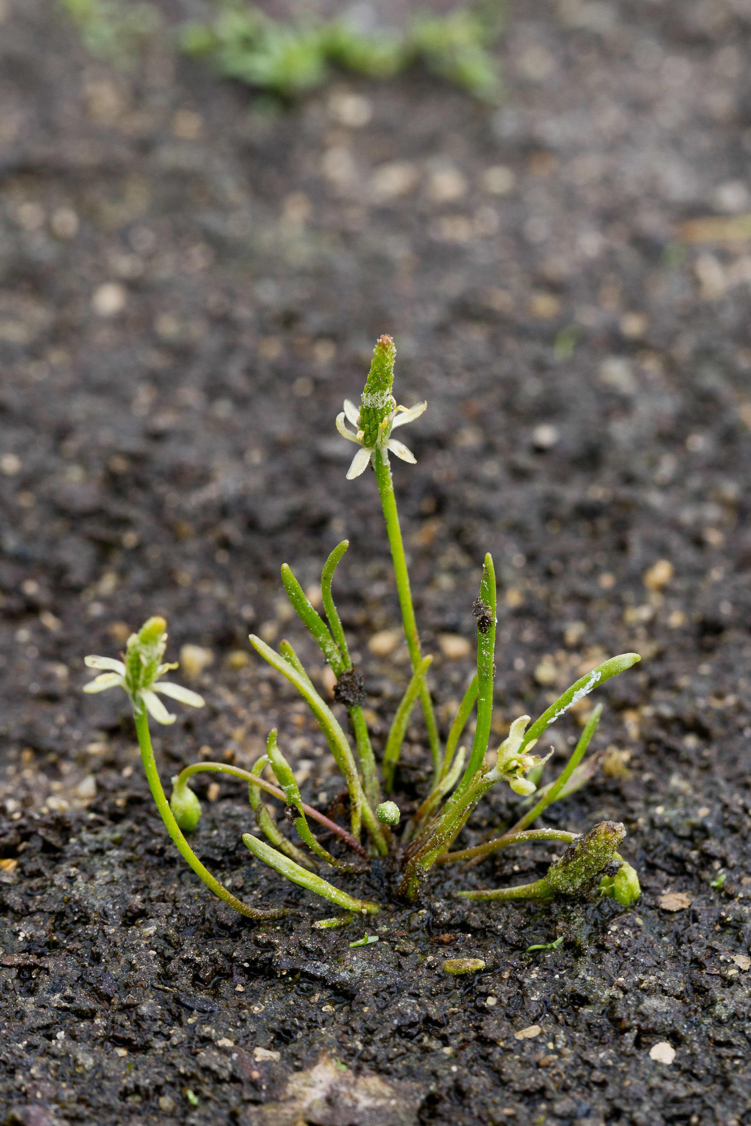 Ranunculaceae_Myosurus minimus 1-2.jpg