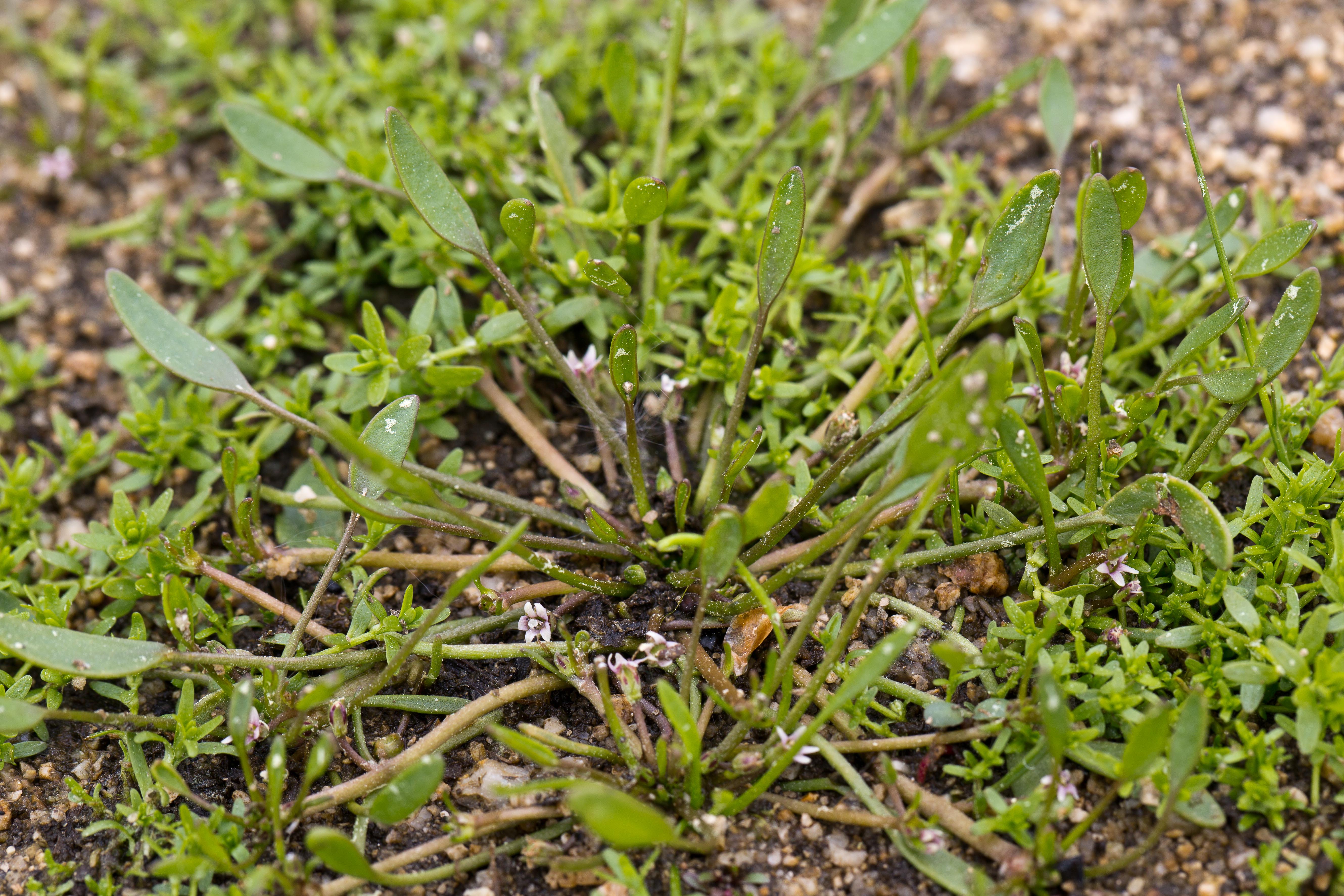 Scrophulariaceae_Limosella aquatica 1-2.jpg
