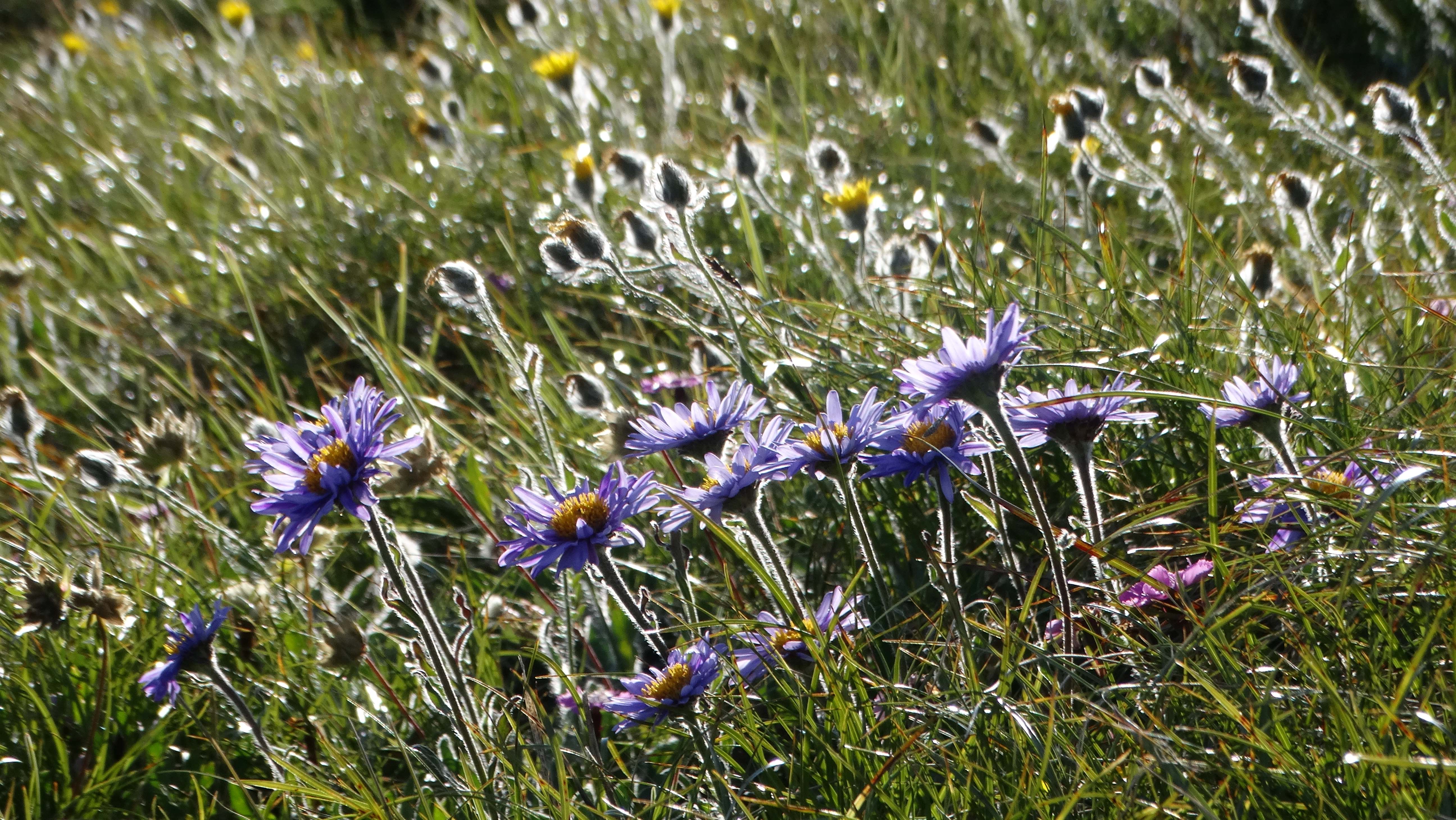 DSC05514 schneealpe 2026-07-11 aster alpinus, hieracium villosum.jpg