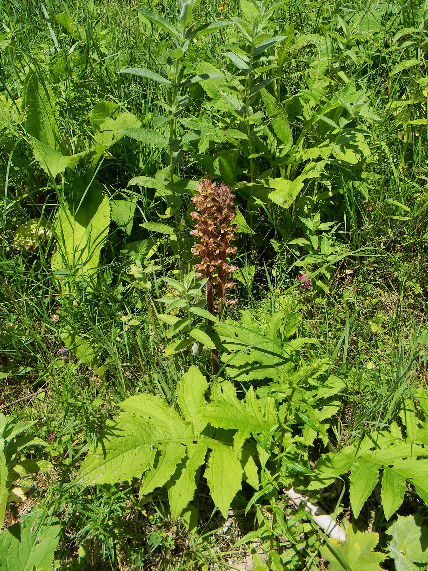 DSCN2208.JPG