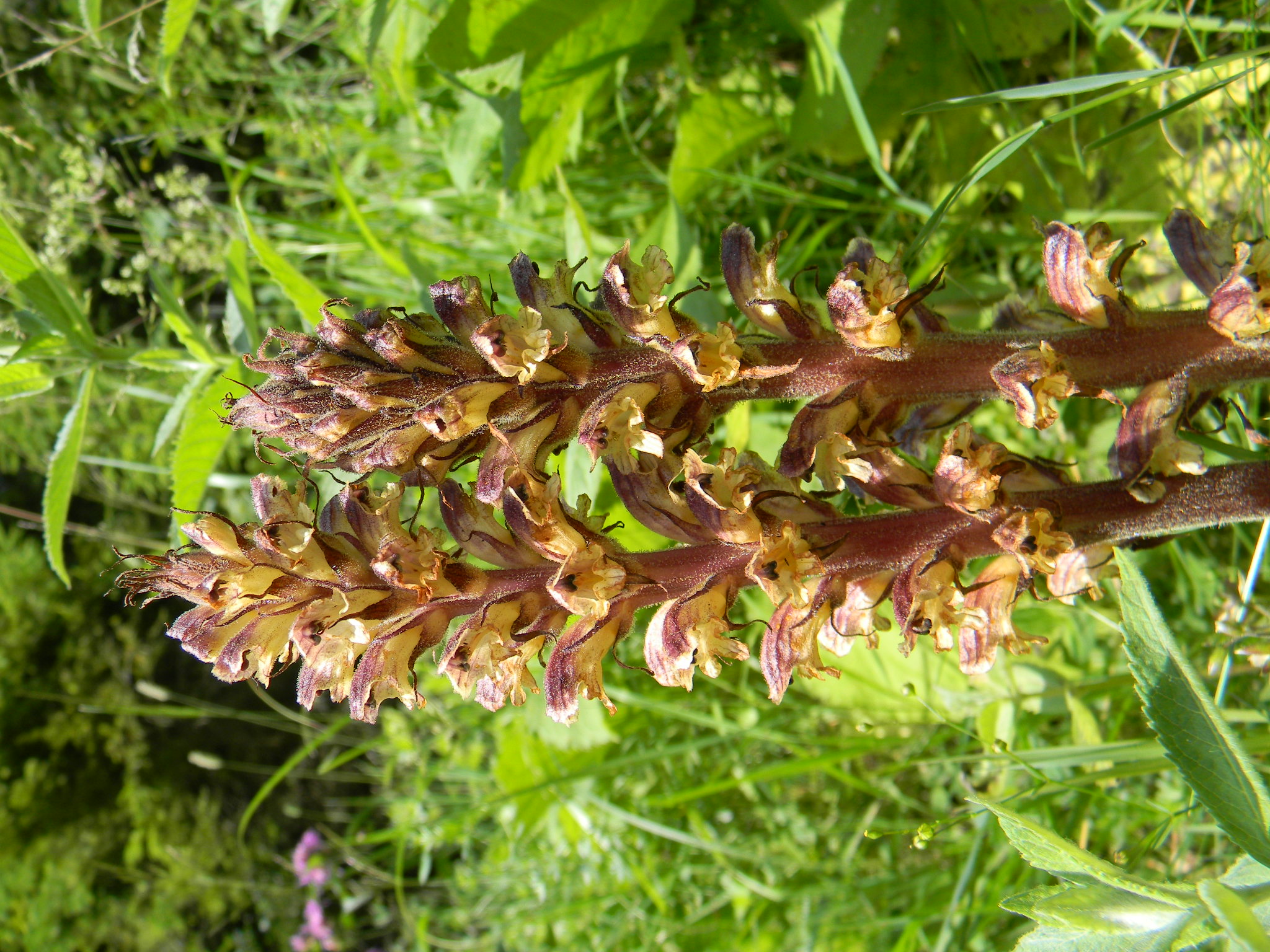 DSCN2210.JPG