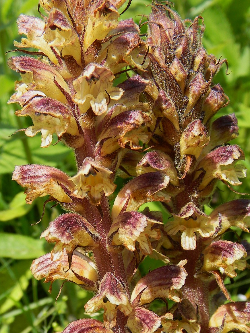DSCN2211.JPG