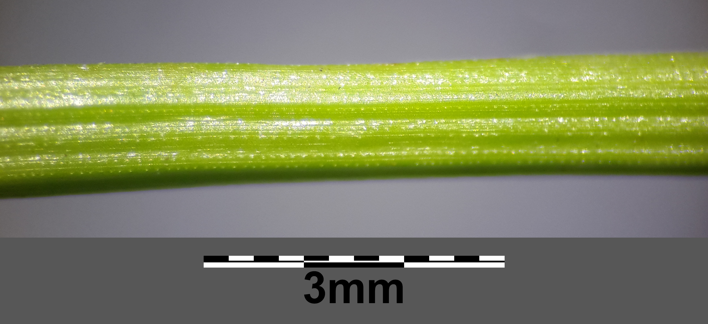 Mikro1.jpg