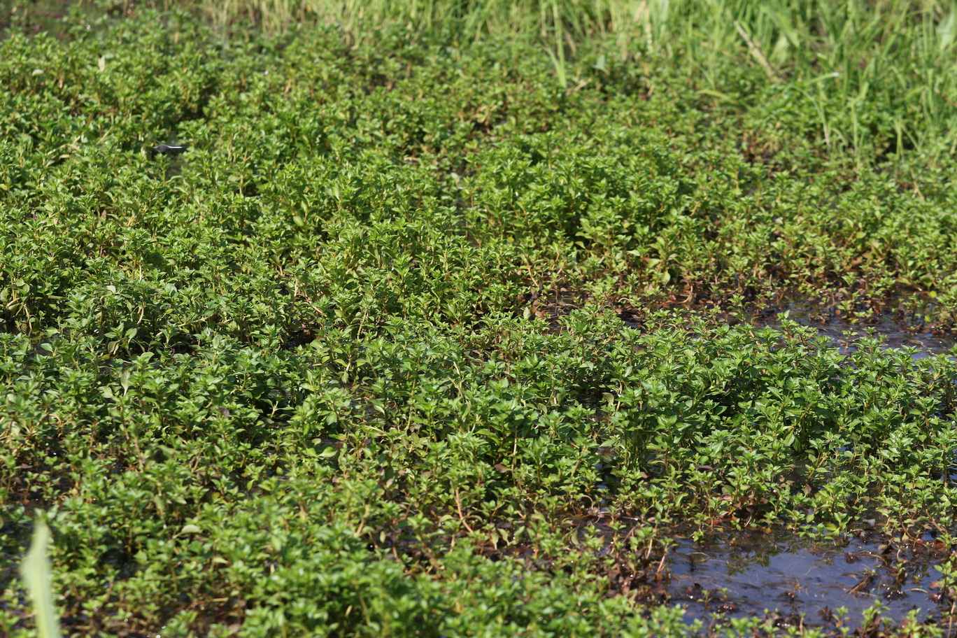 Ludwigia.palustris.St-Tobis-Teiche.bei.Preding .1.Juli.26.JPG