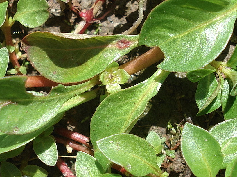 Ludwigia.palustris..jpg