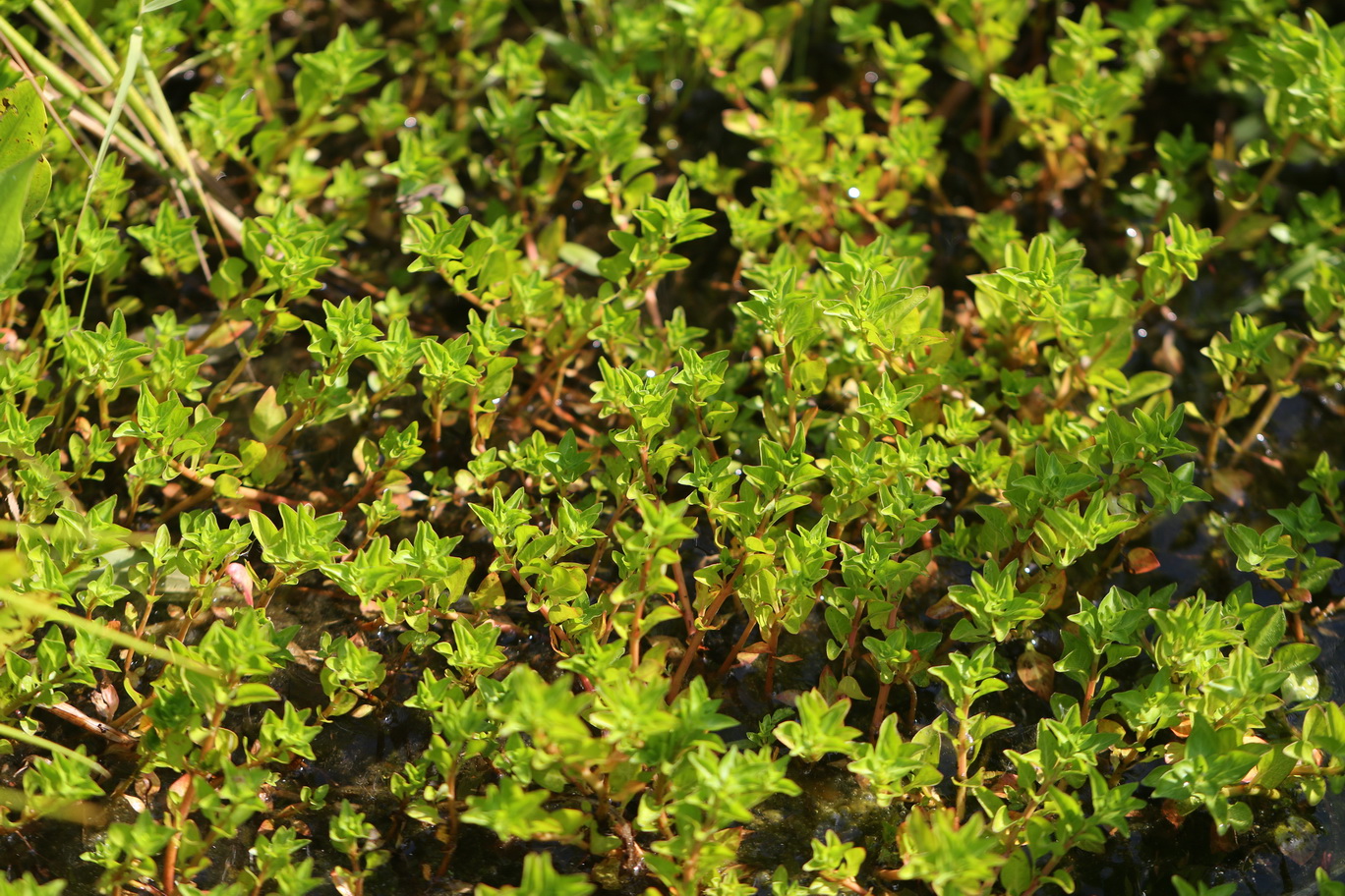 Ludwigia.palustris.St-Tobis-Teiche.bei.Preding. 1.Juli.26.JPG