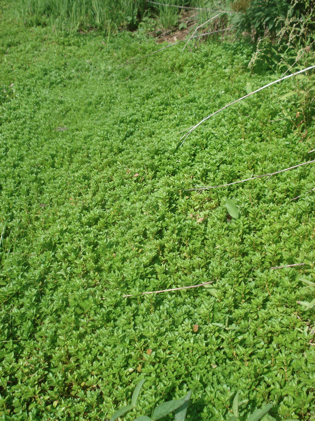Ludwigia.palustris.St-Tobis-Teiche.bei.Preding.JPG