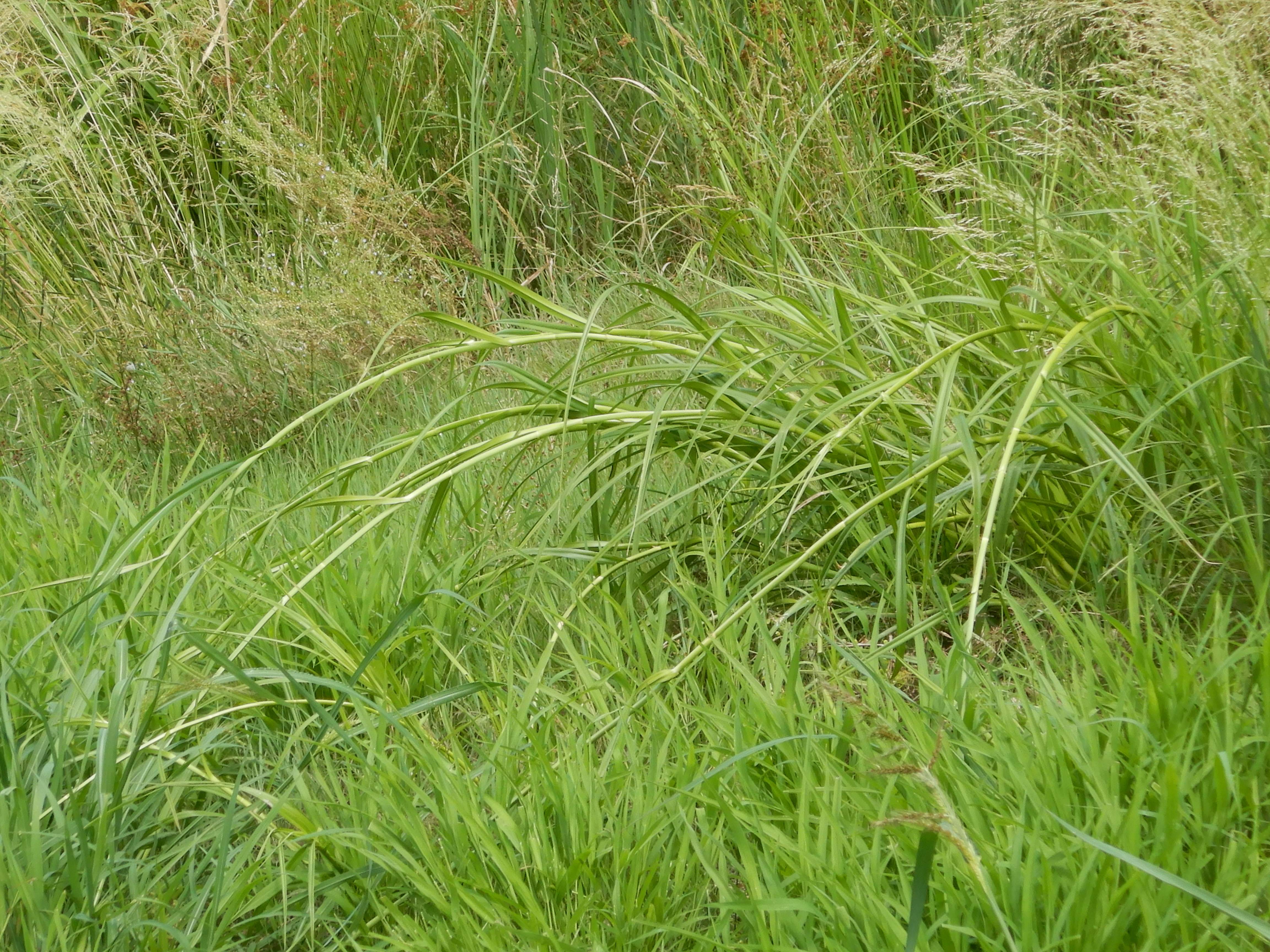DSCN1276 hainburg 2026-07-18 scirpus radicans.jpg