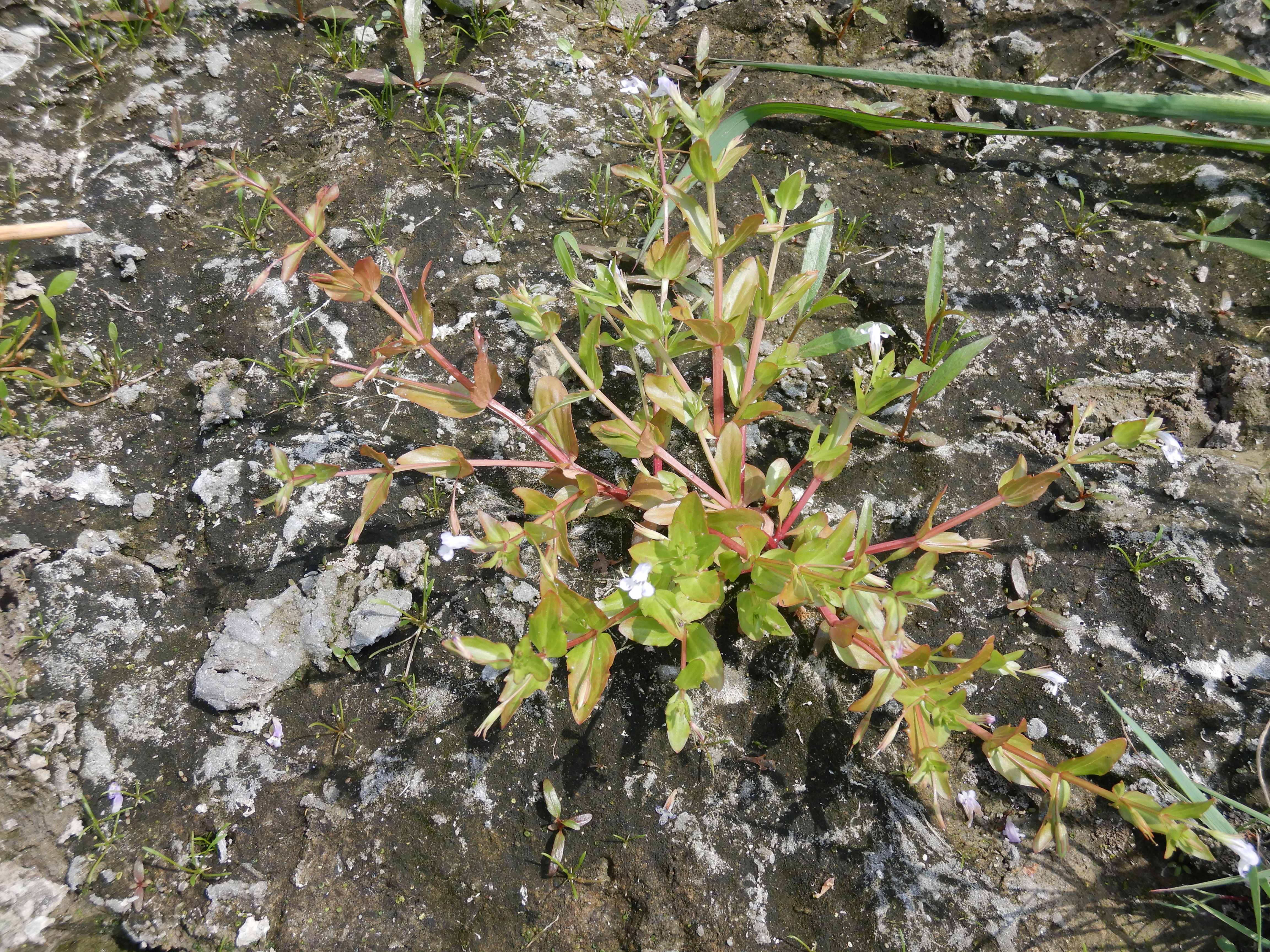 DSCN1280 hainburg 2026-07-18 lindernia dubia.jpg