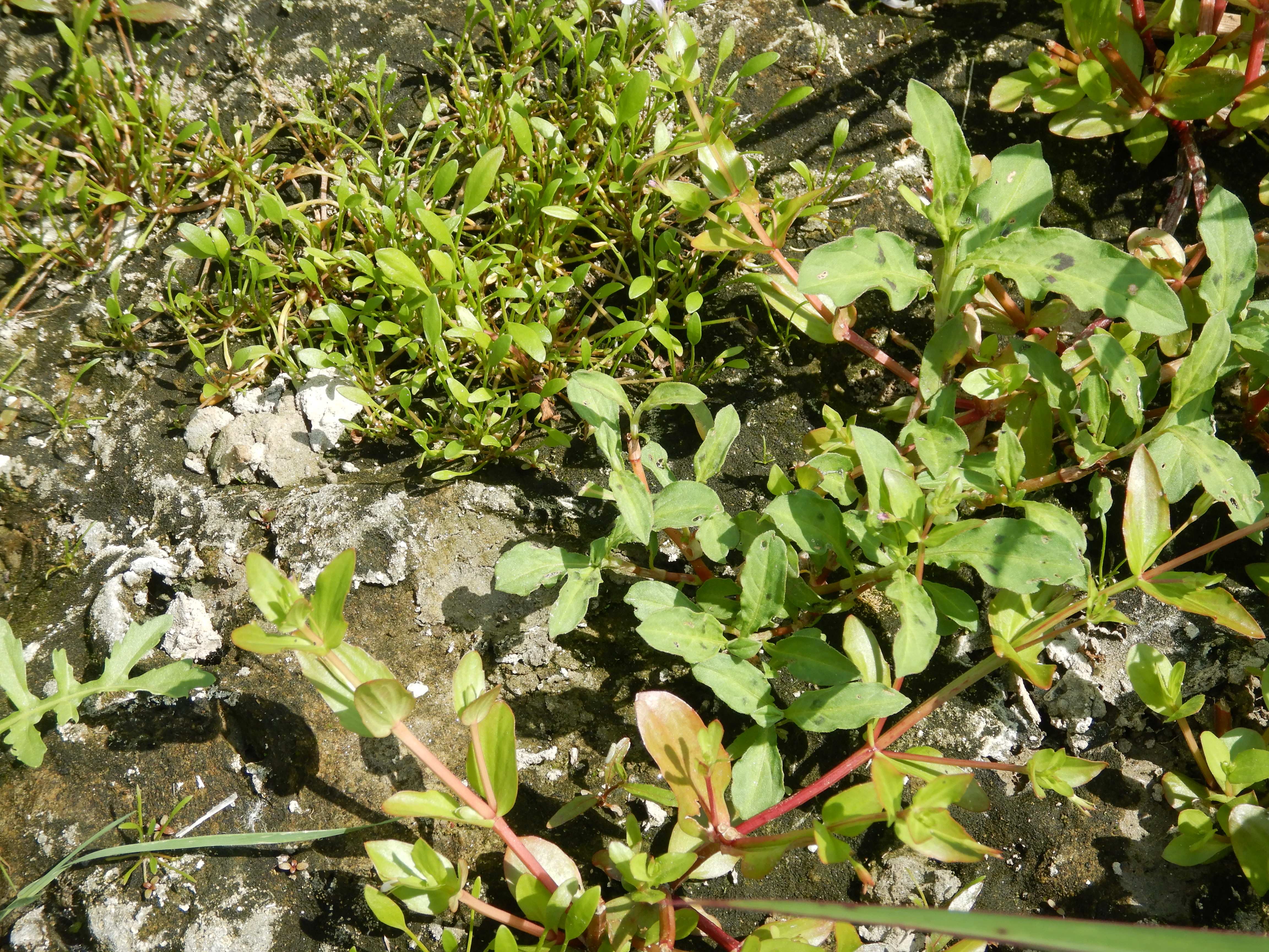 DSCN1283 hainburg 2026-07-18 lindernia dubia, perscicaria lapathifolia, limosella aquatica.jpg