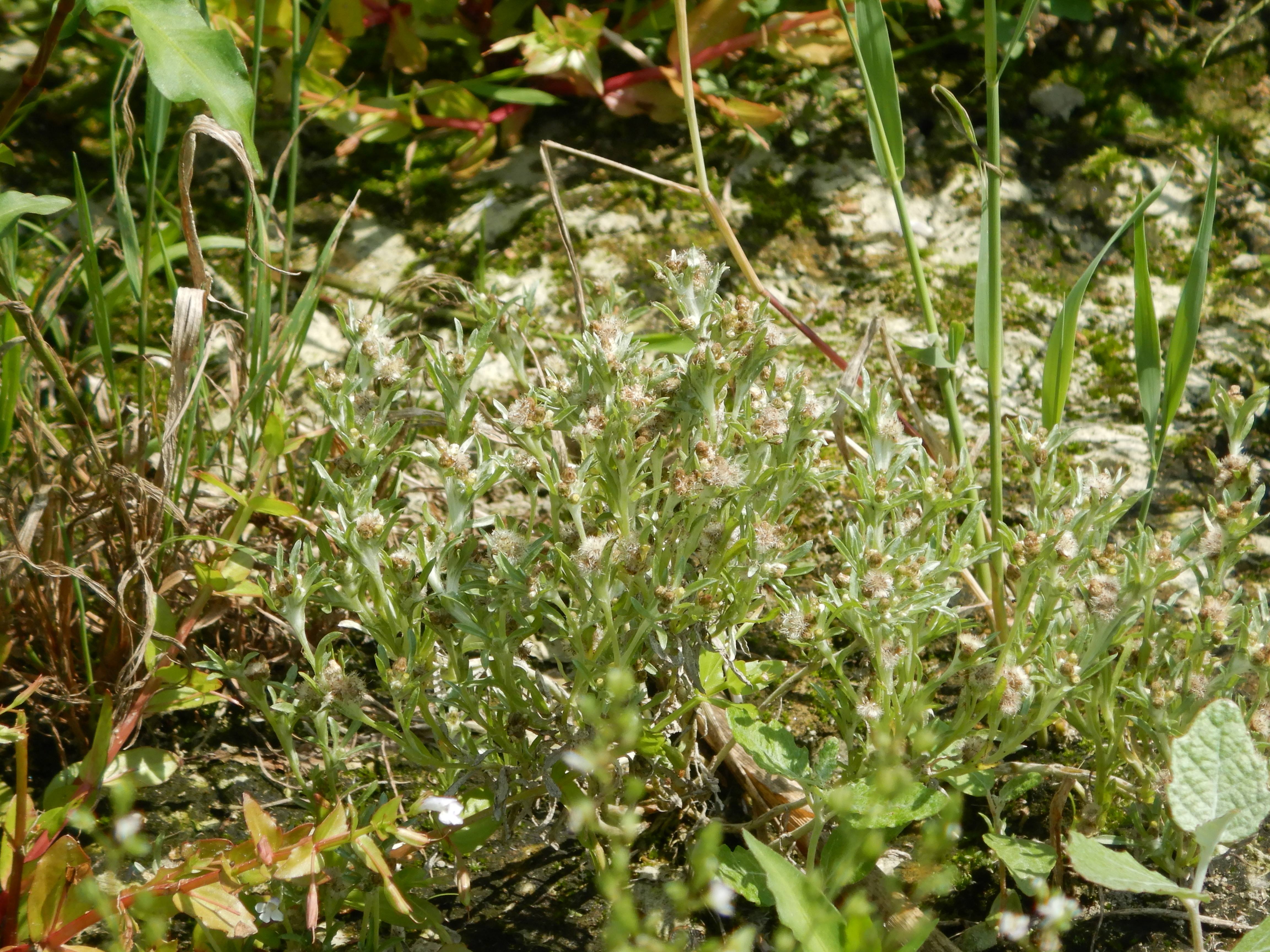 DSCN1284 hainburg 2026-07-18 gnaphalium uliginosum.jpg