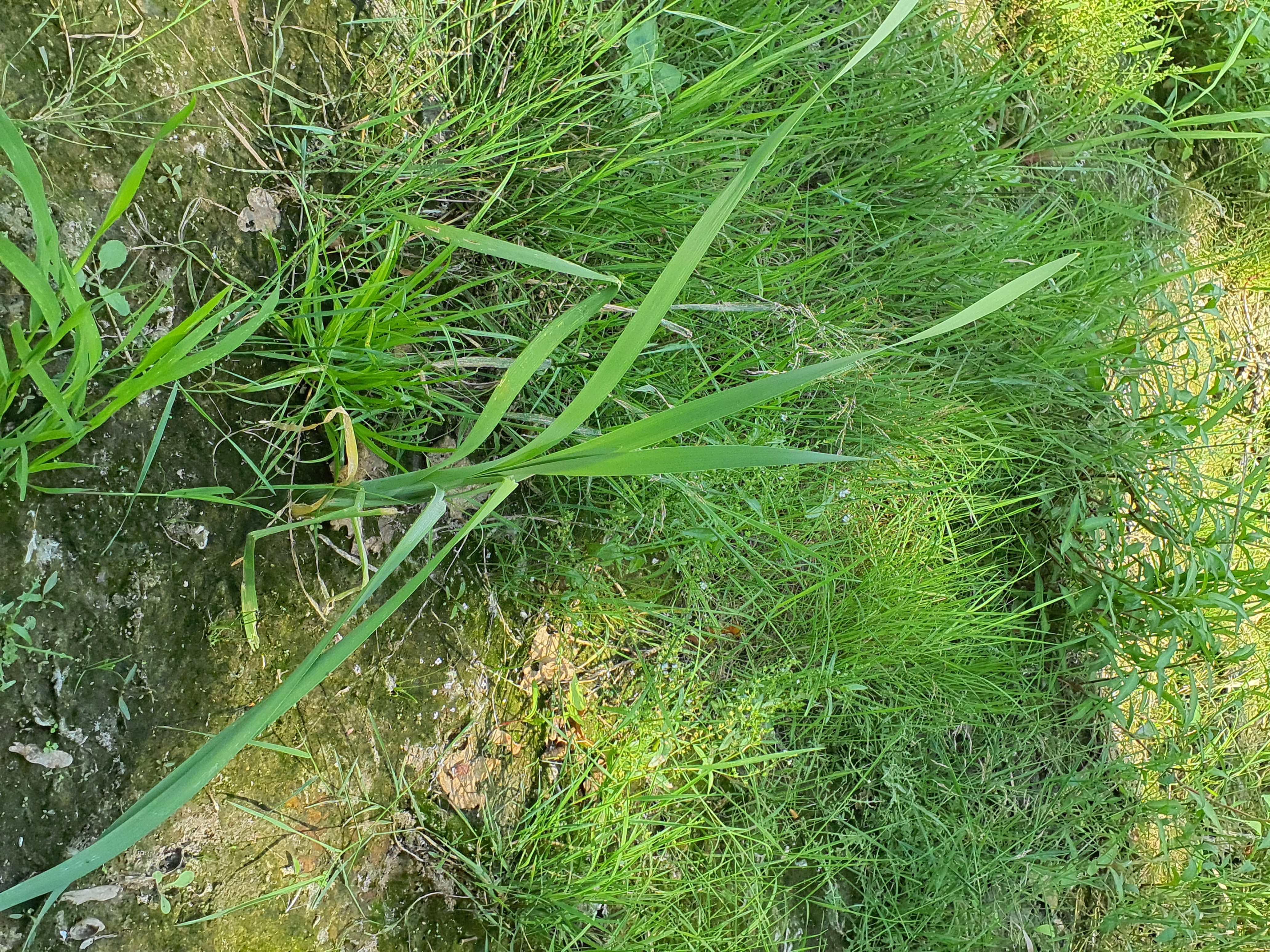 IMG_20260718_134114 hainburg 2026-07-18 typha latifolia.jpg