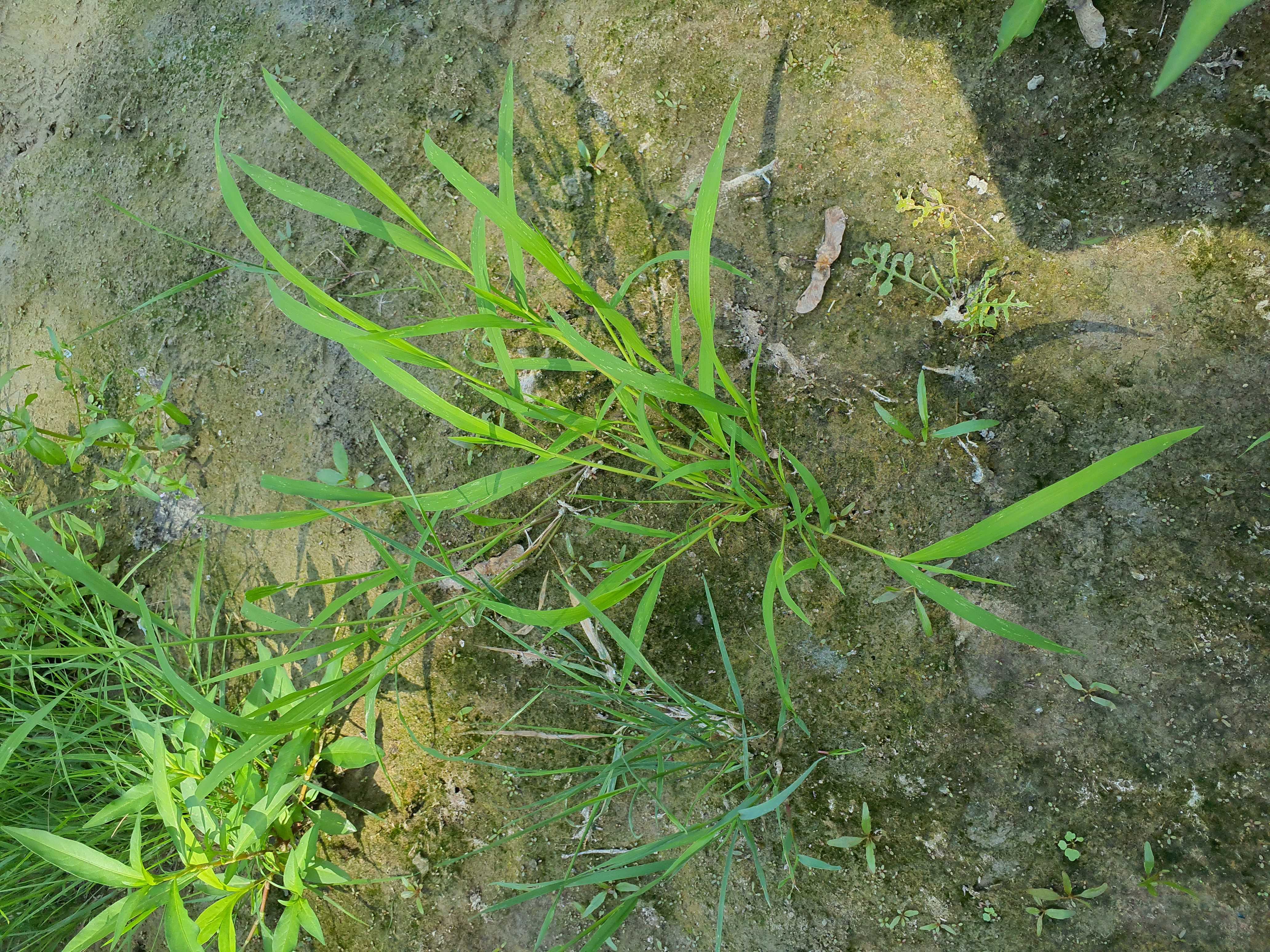 IMG_20260718_134208 hainburg 2026-07-18 leersia oryzoides.jpg