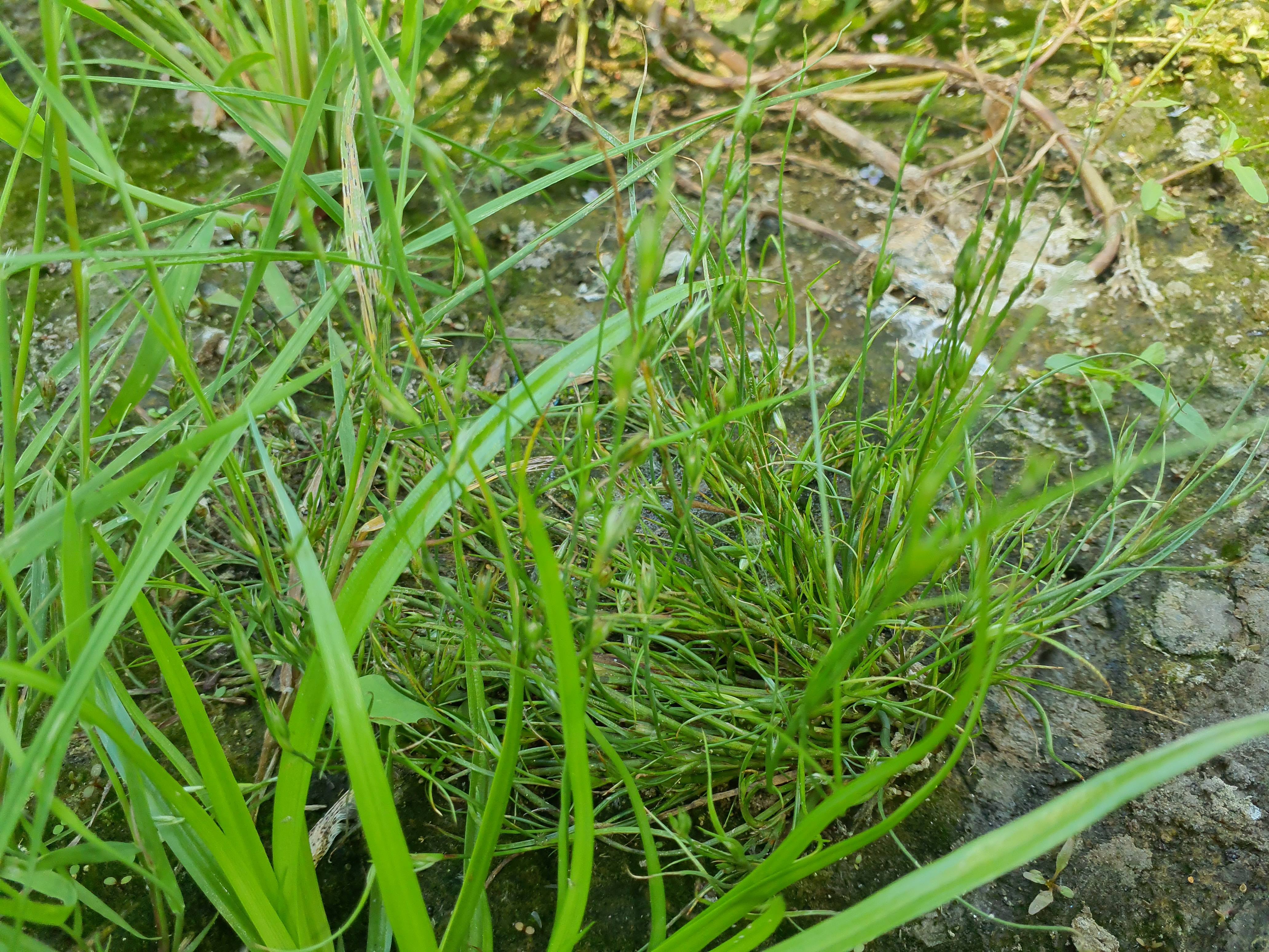 IMG_20260718_134304 hainburg 2026-07-18 juncus bufonius.jpg
