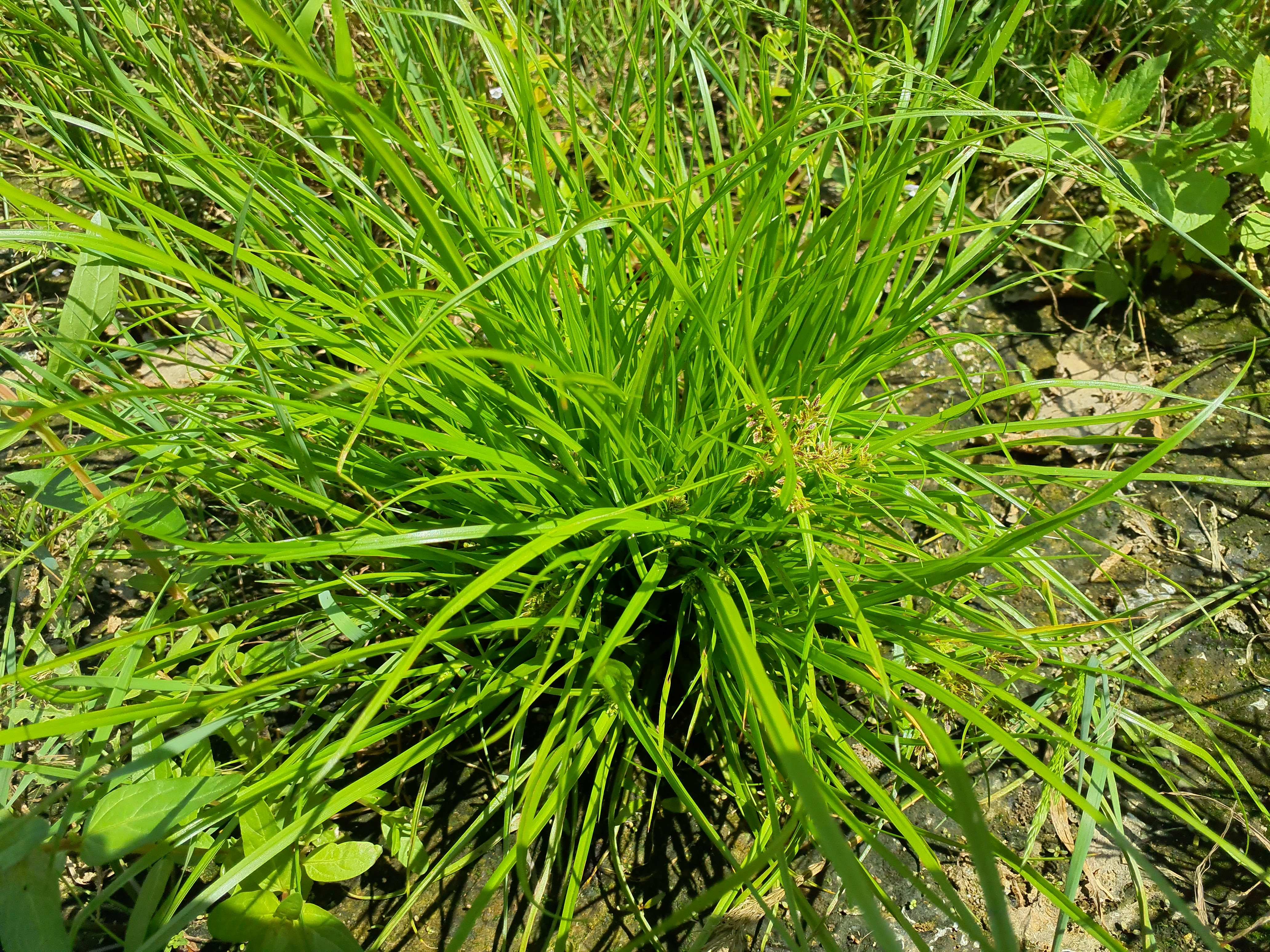IMG_20260718_134603 hainburg 2026-07-18 cyperus fuscus.jpg