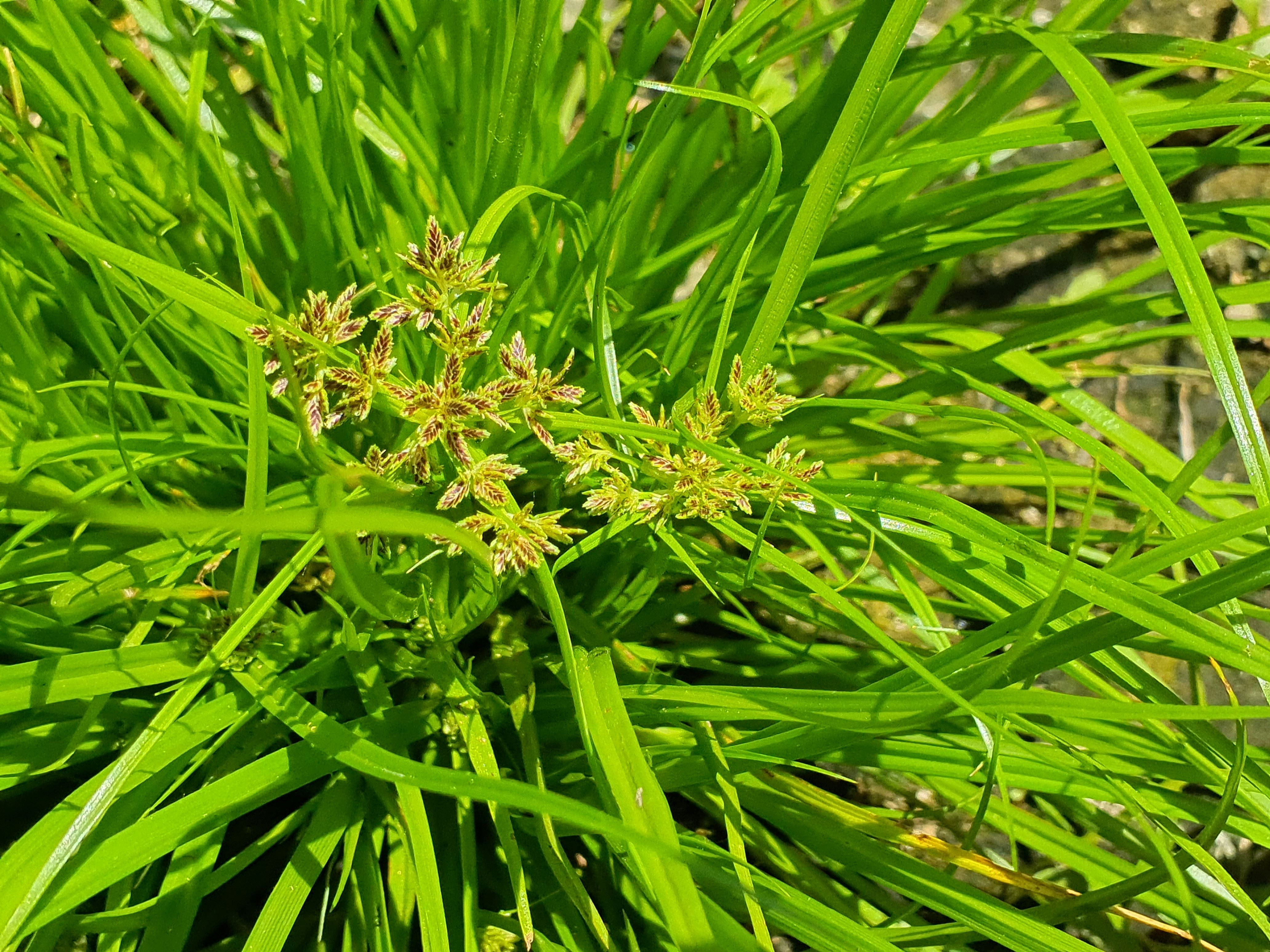 IMG_20260718_134726 hainburg 2026-07-18 cyperus fuscus.jpg