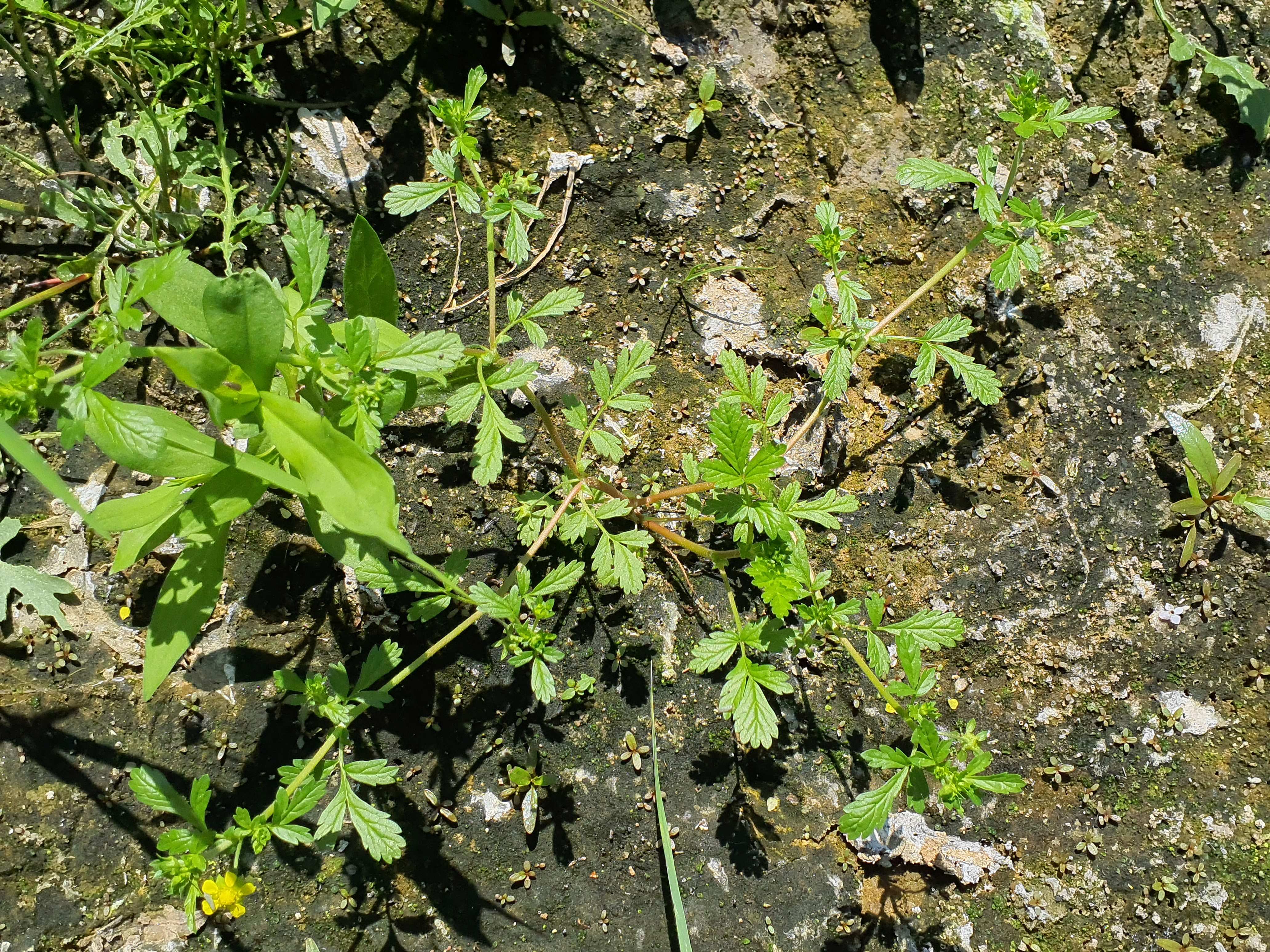 IMG_20260718_134748 hainburg 2026-07-18 potentilla supina.jpg