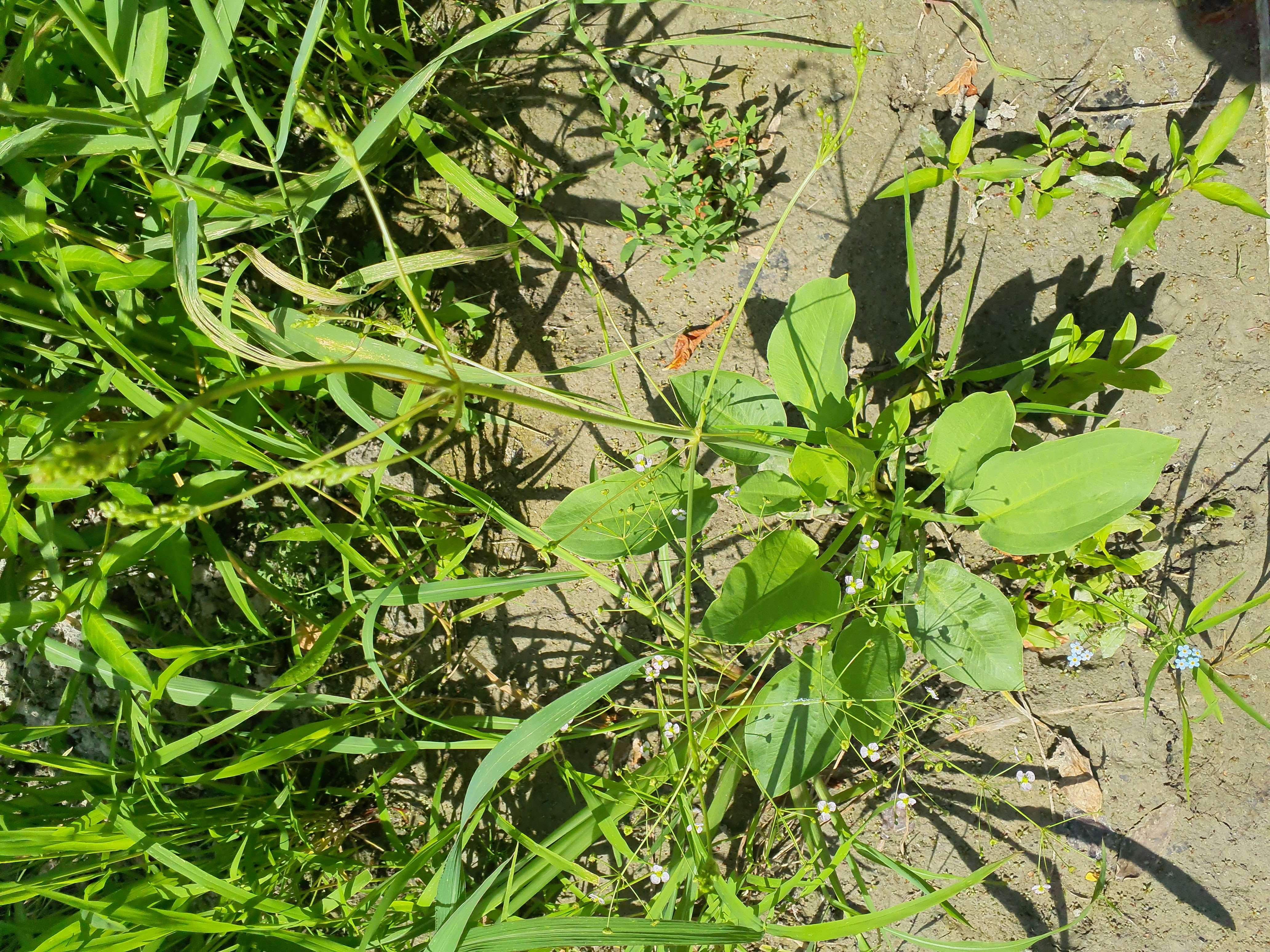 IMG_20260718_135414 hainburg 2026-07-18 alisma plantago-aquatica.jpg