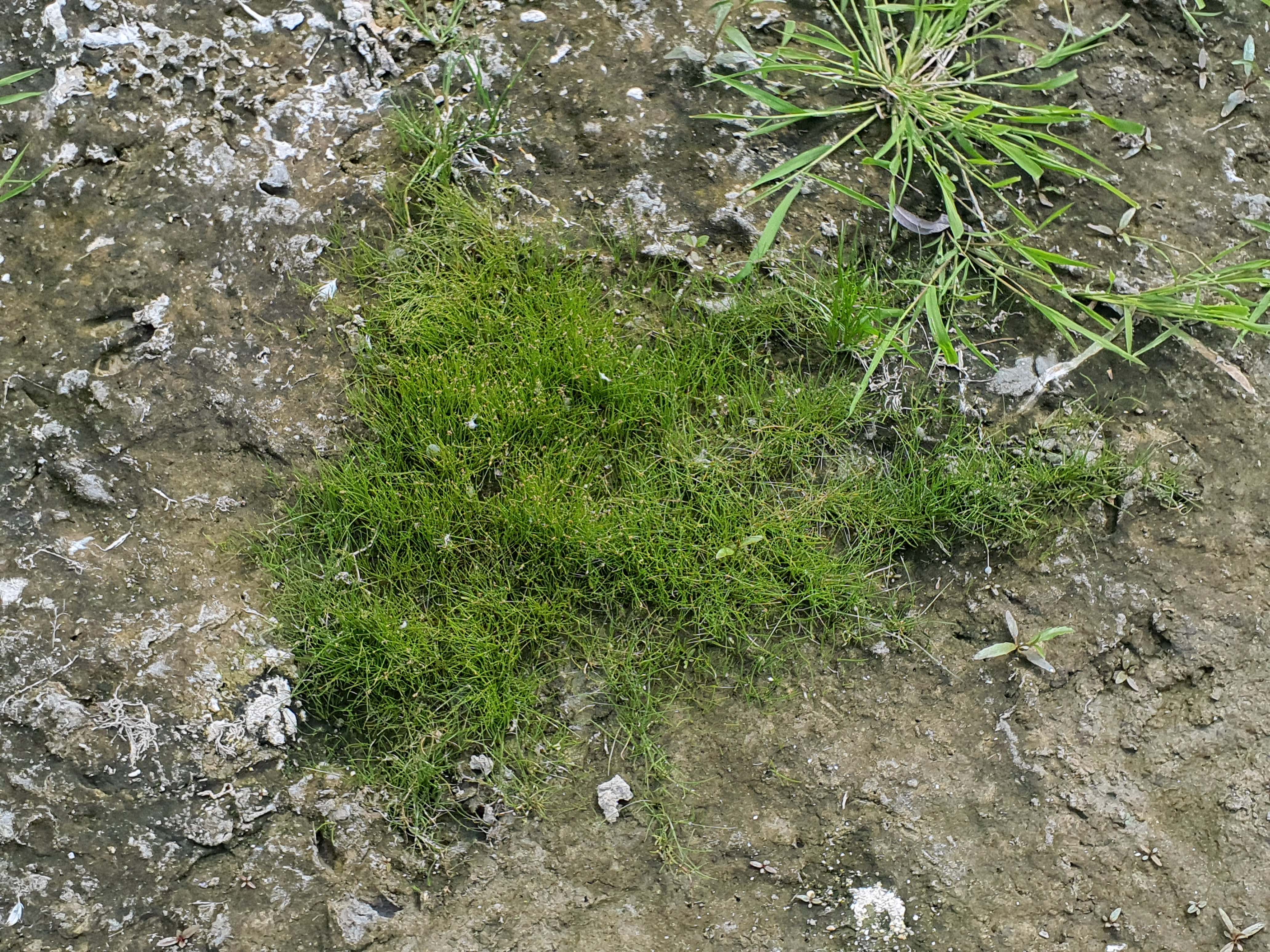 IMG_20260718_142153 hainburg 2026-07-18 eleocharis acicularis.jpg