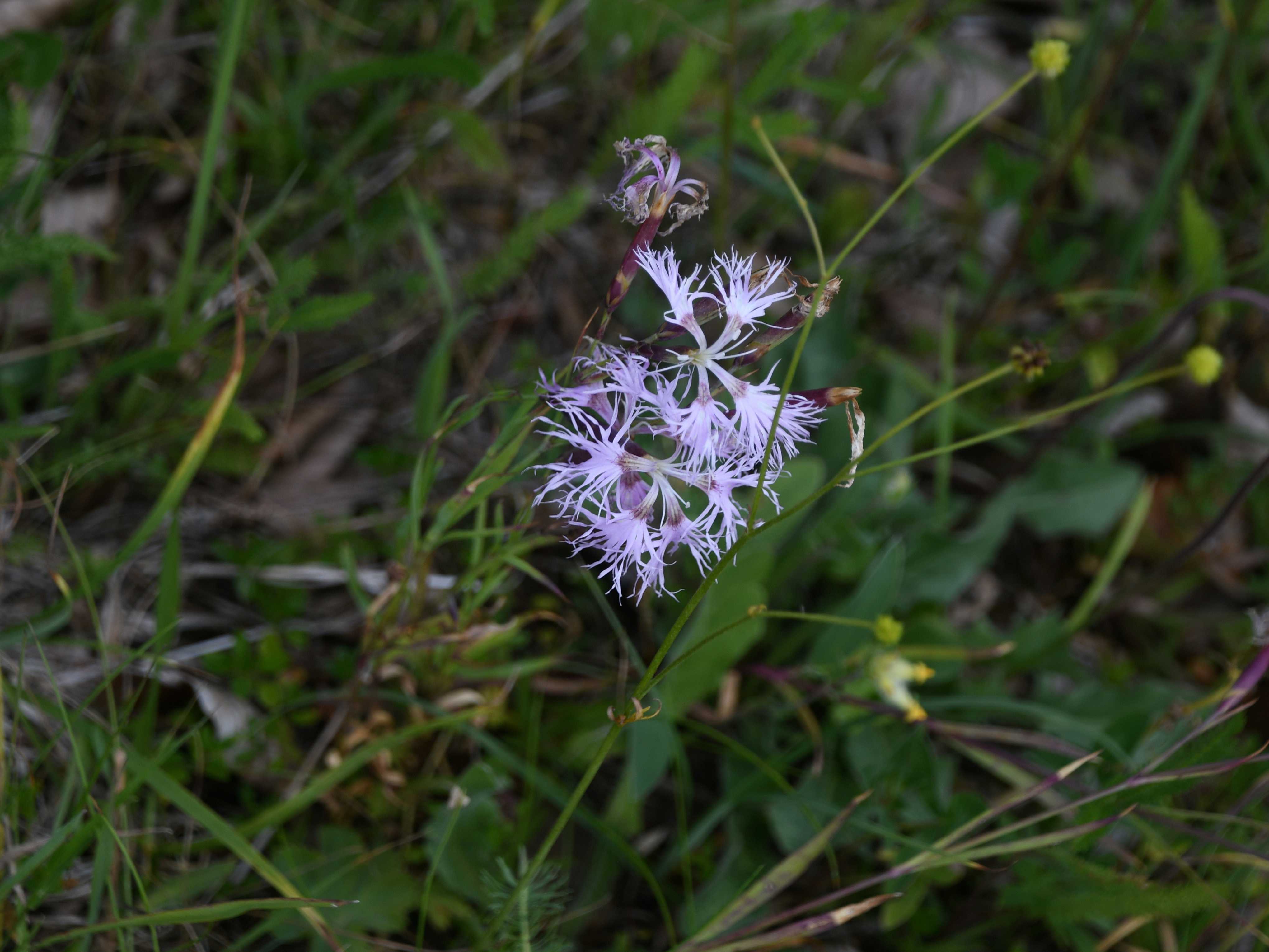 Gemeindealpe - 11072026 - (347) - Weg Mittelstation - Bäreneck - Dianthus superbus subsp. alpestris.JPG