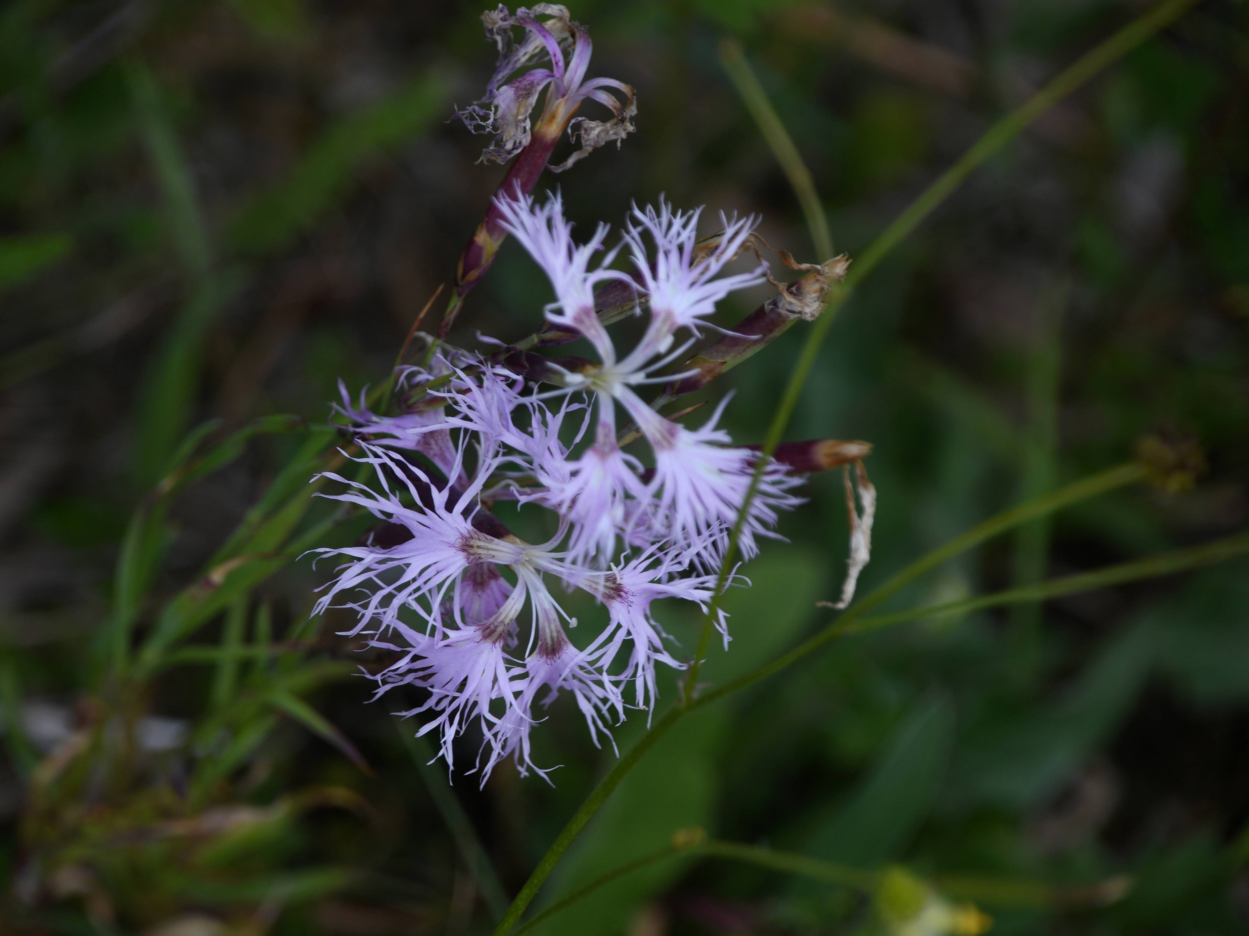 Gemeindealpe - 11072026 - (348) - Weg Mittelstation - Bäreneck - Dianthus superbus subsp. alpestris.JPG