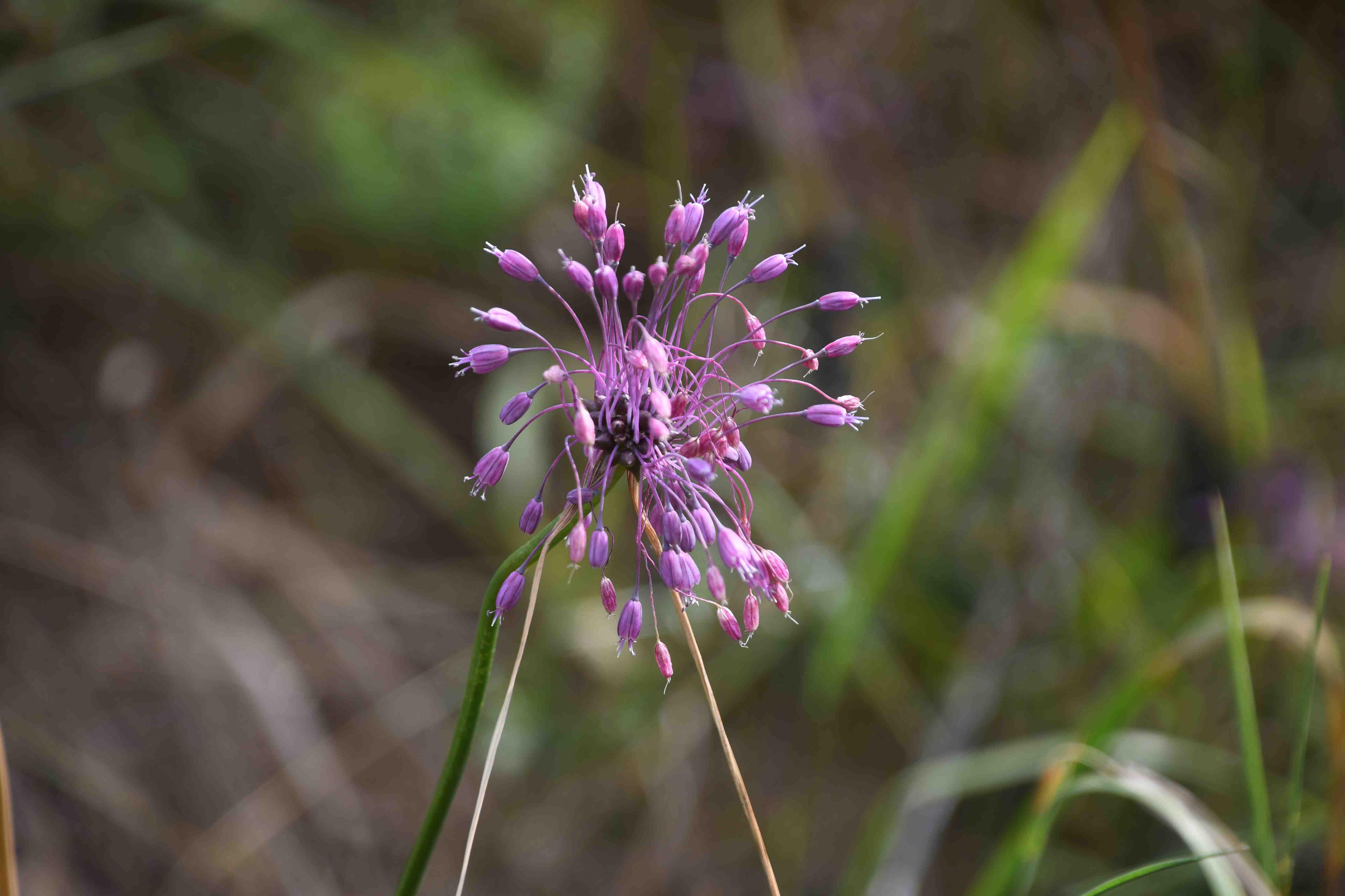 LF - 26072026 - (101) -  - Allium carinatum subsp. carinatum - Eigentlicher Kiel-Lauch.jpg