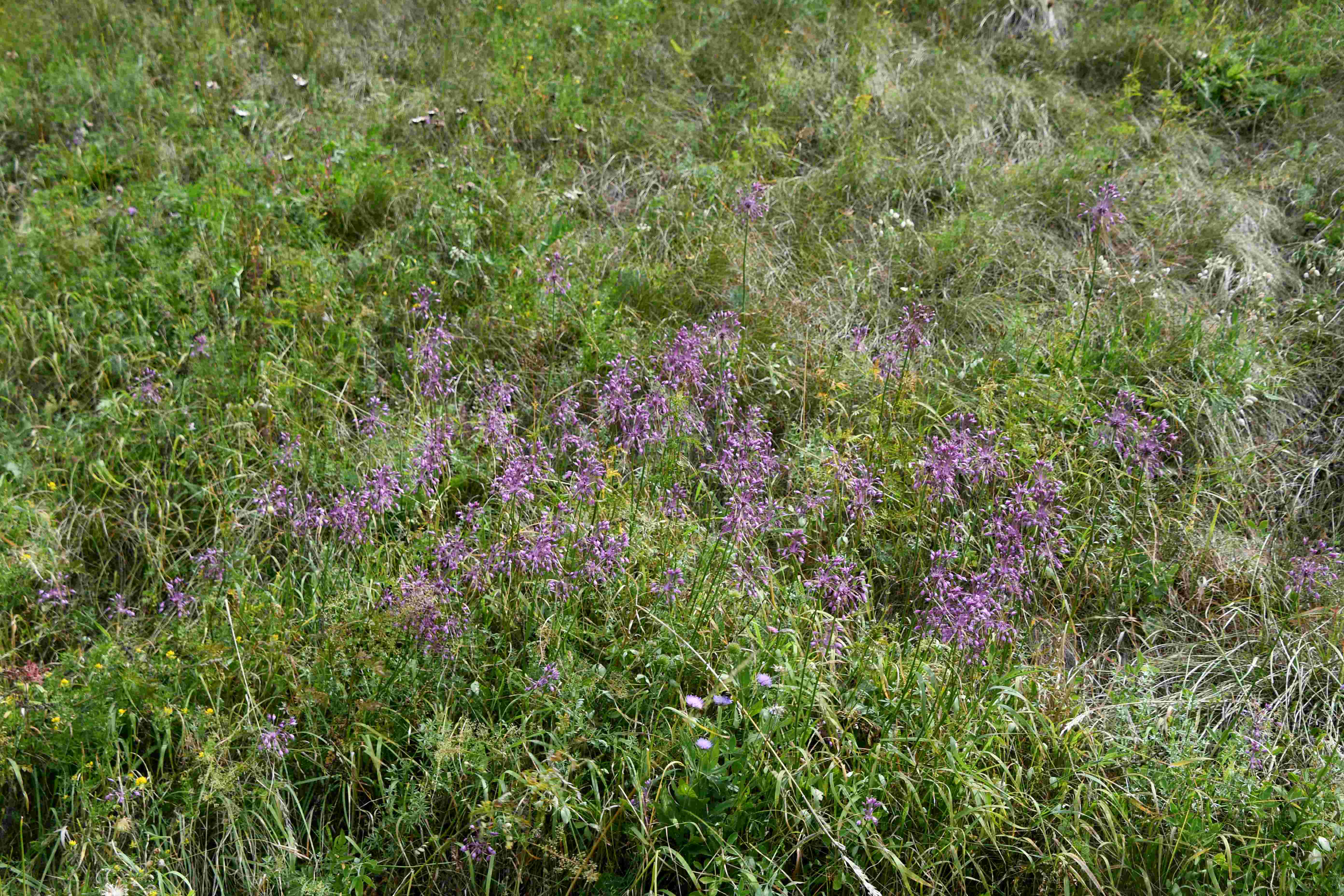 LF - 26072026 - (102) - - Allium carinatum subsp. carinatum - Eigentlicher Kiel-Lauch.jpg