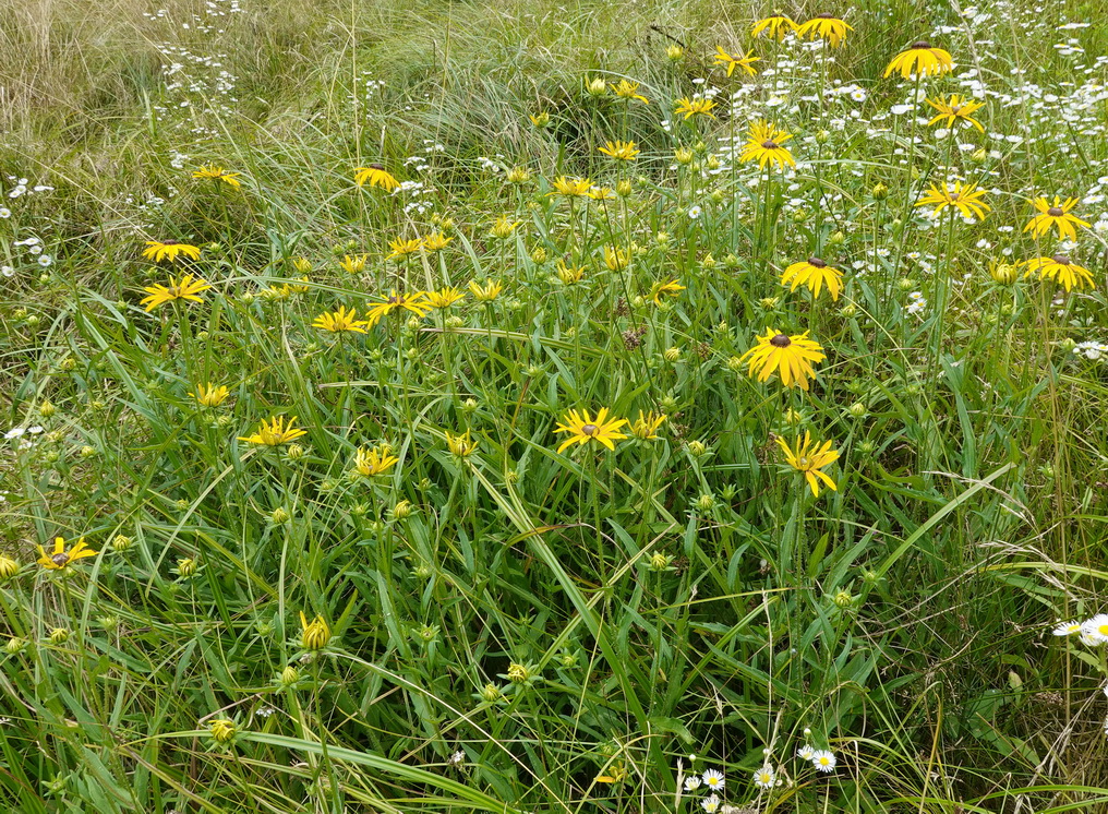 Rudbeckia.missouriensis.verw.St-Lemsitz-Teiche.b.Stainz.26 .Juli.26.JPG